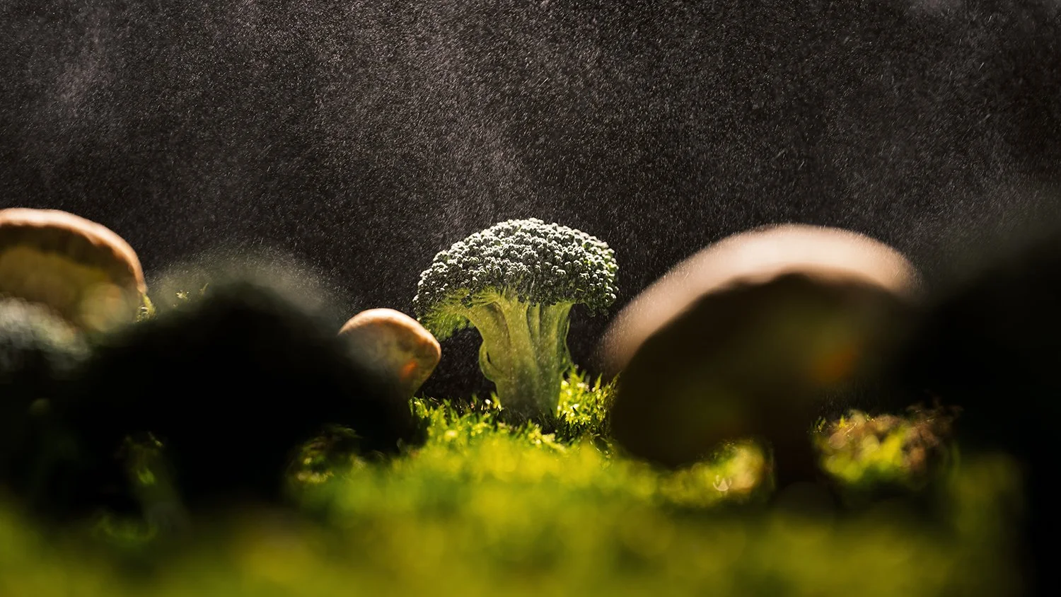 The Forest - Personal Work