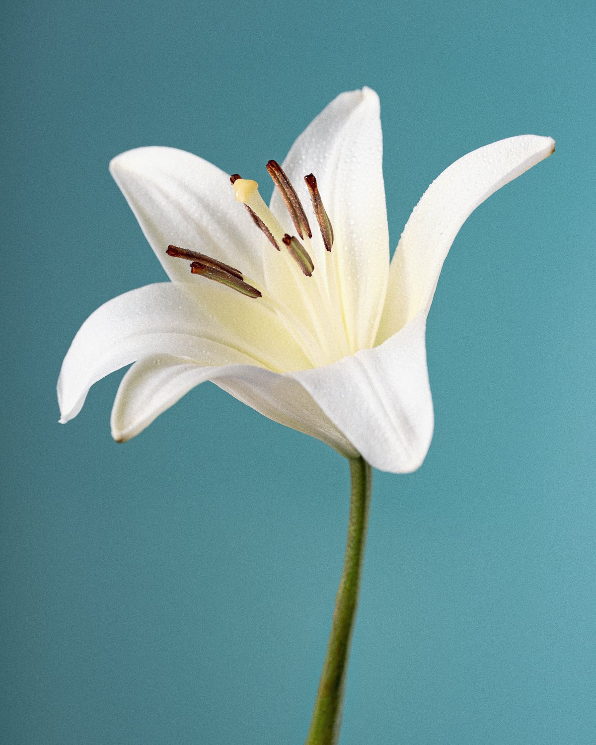 Flower - Personal Work