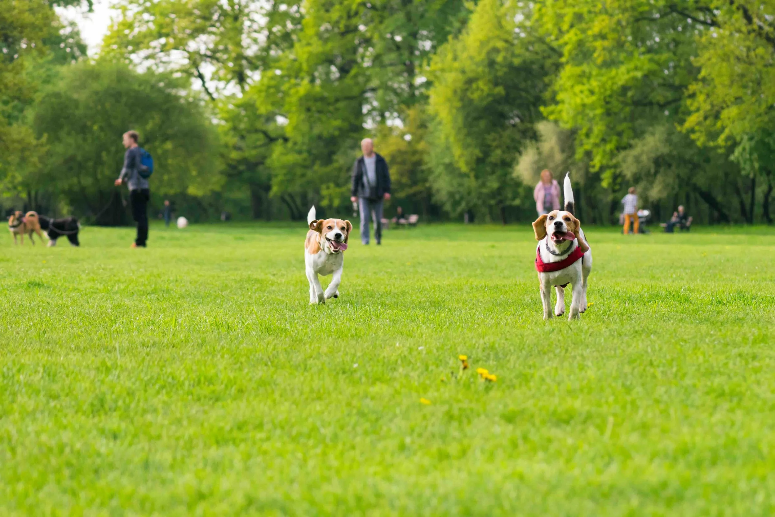Best Dog Parks in Los Angeles: A Local's Guide to Pawsome Adventures