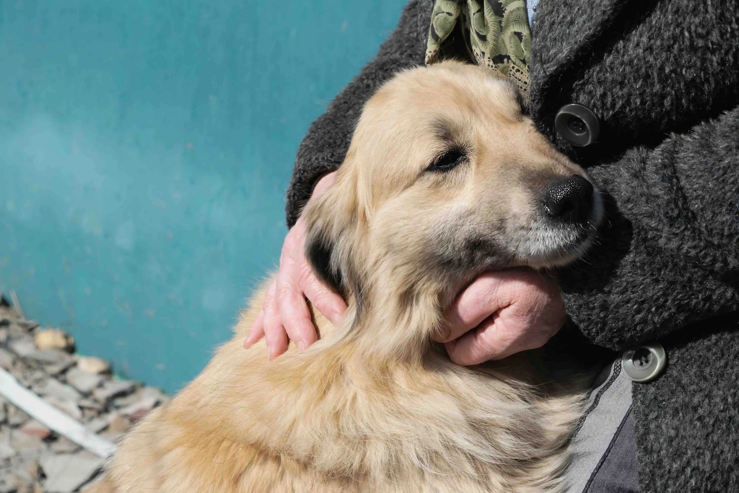 How to Choose the Best Dog Daycare and Boarding in Los Angeles: A Pet Parent’s Guide