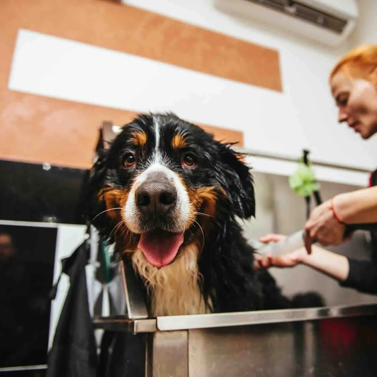 Happy Tails Inn: Sherman Oaks’ Premier Dog Daycare, Boarding, Grooming & Pet Photography Hub