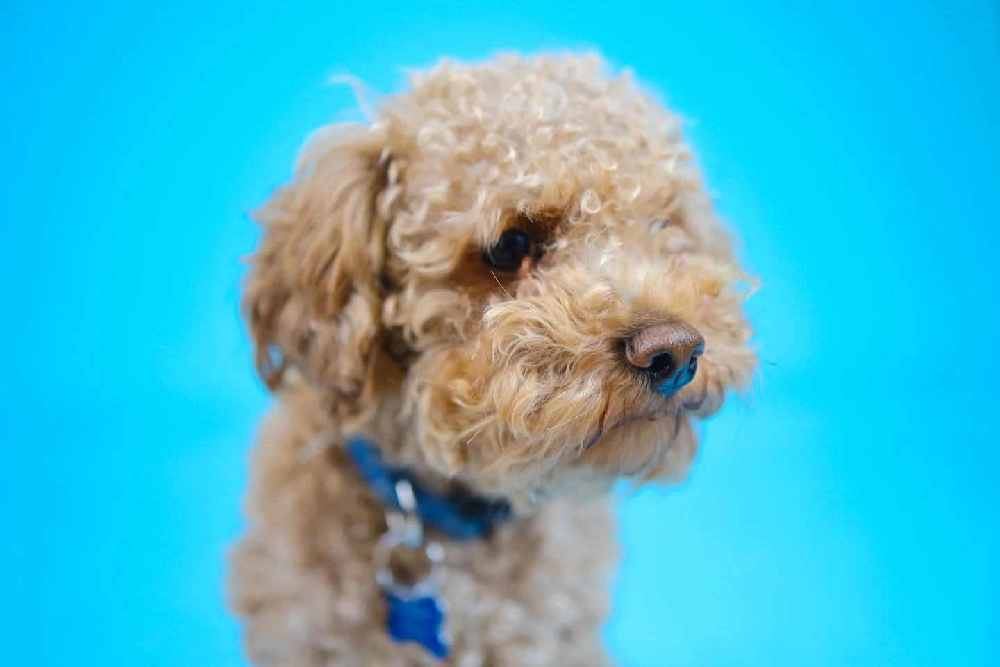 His name is &ldquo;Nugget&rdquo; 🤣😆

Click on the link in our bio to book your grooming appointment. 

#doggydaycare #lagroomer #grooming #dogboarding