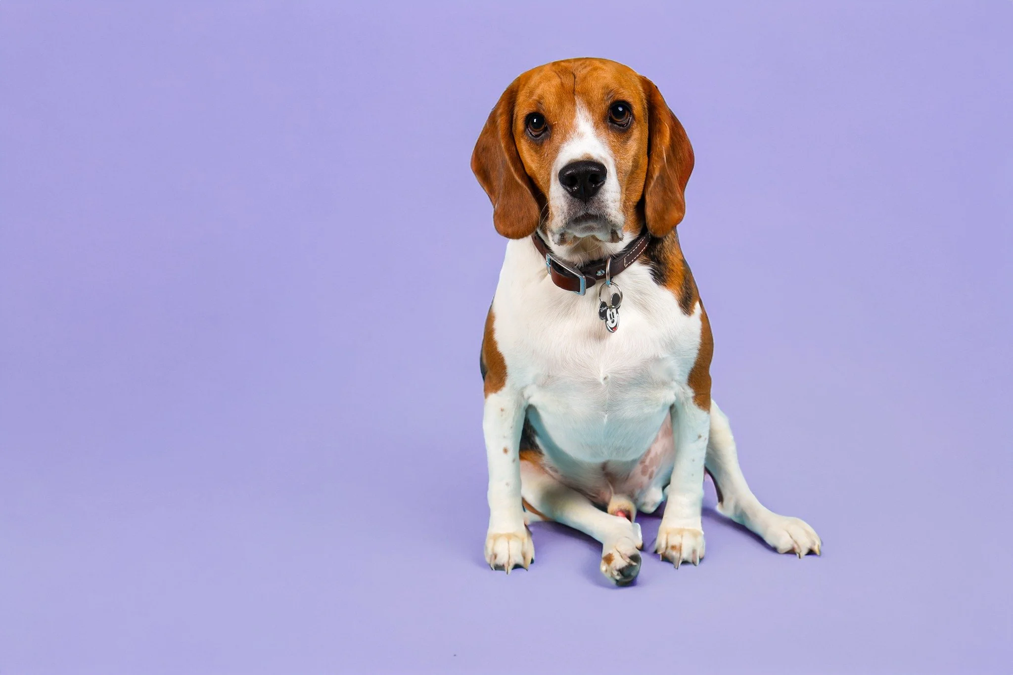 Meet Our Model of the Day, Bruce. His favorite hobby is to go to Disney. 🤣

This handsome Beagle knows how to strike a pose! With his soulful eyes and picture-perfect posture. 

📸 Captured at Happy Tails Inn Studio &mdash; where pets shine brightes