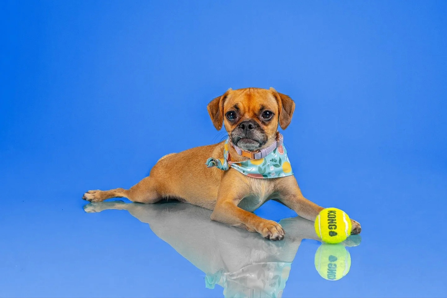 Meet Tostada, serving cute looks and catching balls. 🎾🎾

#DogLife #PuppyVibes #KONGPlaytime #DogModel #PetPhotography #HappyTailsMoments