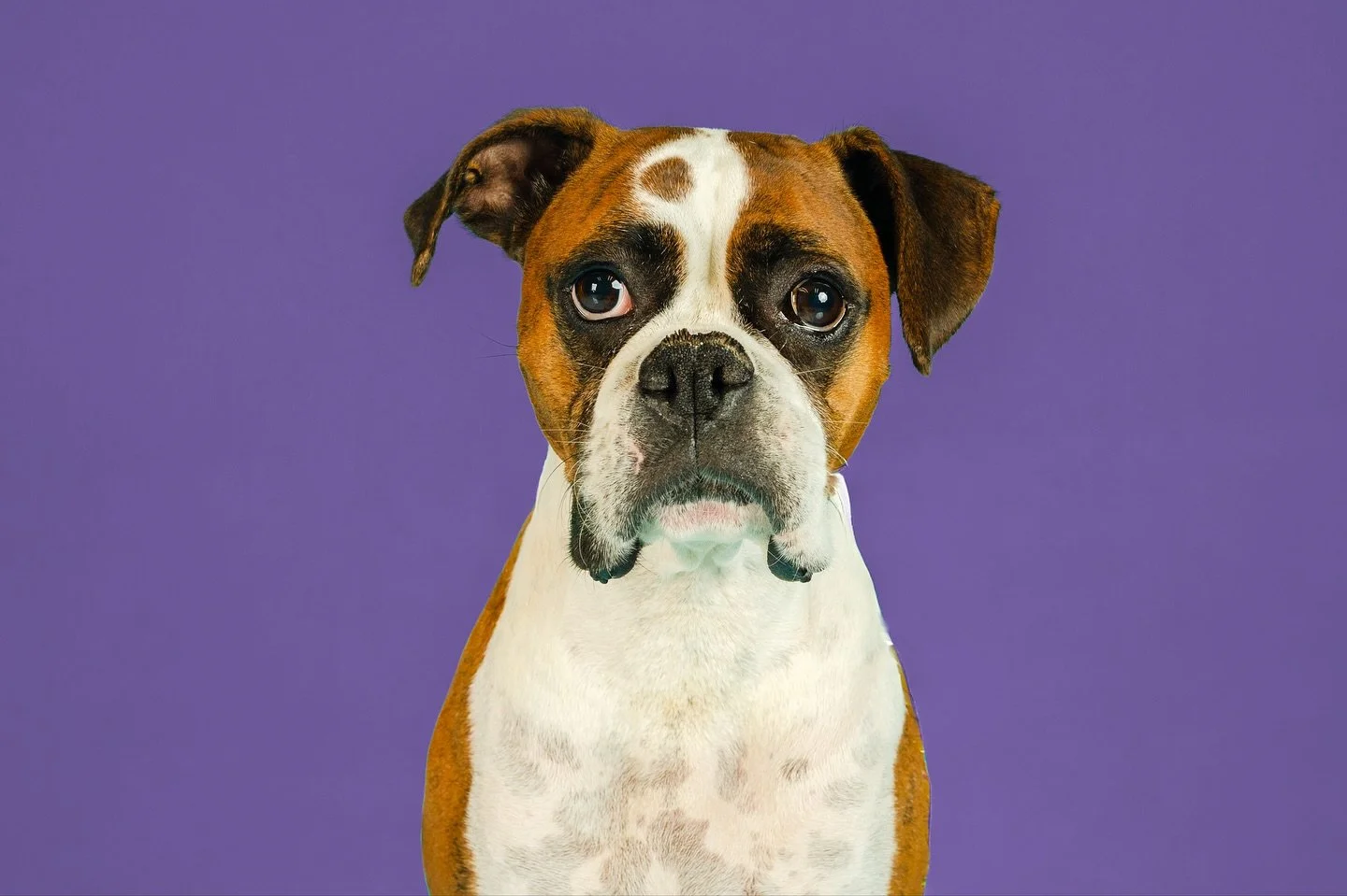 Meet Roxi &mdash; the queen of happy tongues and good vibes! 💜 Whether it&rsquo;s playtime or photo time, she&rsquo;s always ready for her close-up.

#HappyTails #DogLife #boxerlovers #dogphotography