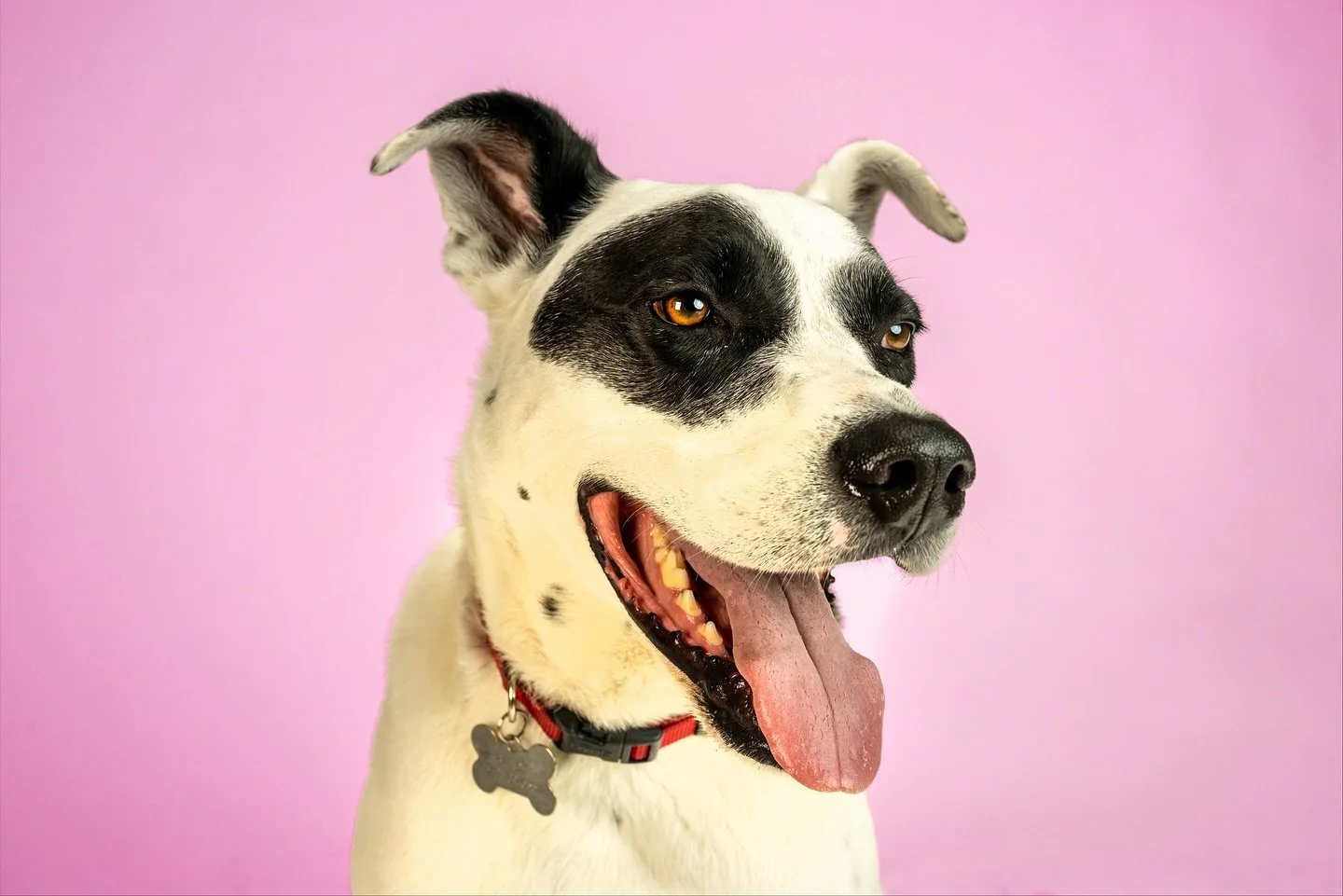 Meet Bandit. The gentle soul at Happy Tails. Always smiling and happy to see you. 🐶🖤🤍🖤

#petphotography #happytails