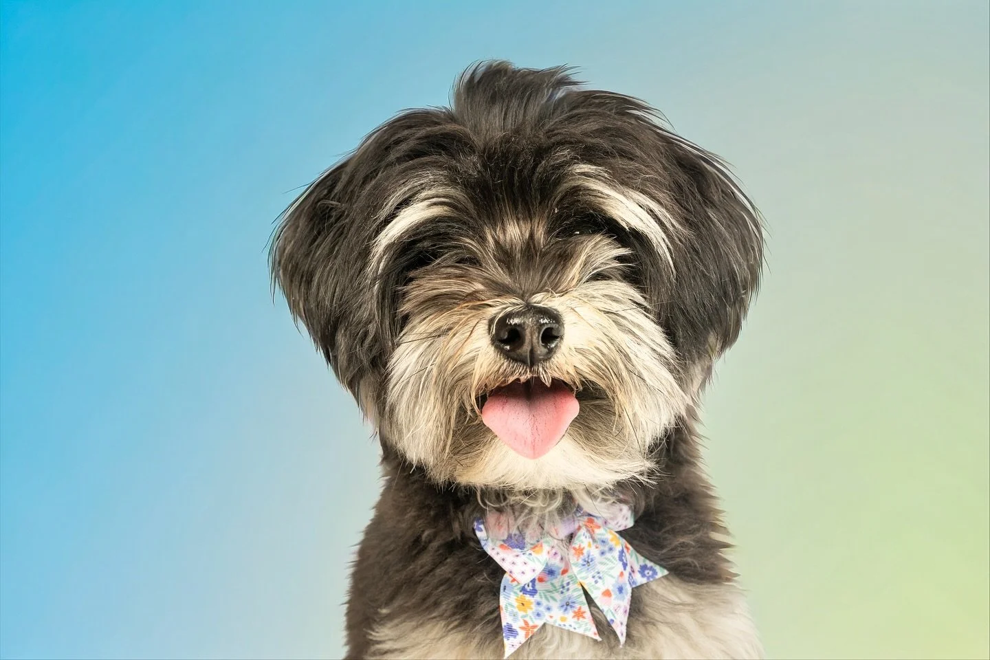 Meet Belli. Sweetest little girl at Happy Tails. A little shy at first, but once she finds a dog to match her vibe, she's nonstop. 🥰🐶

#petphtography #dogphotography #happtails