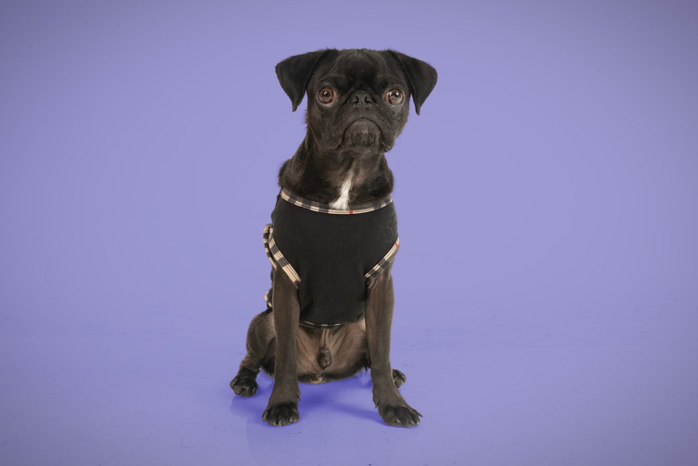 Meet Bulgogi. A ball full of energy, he moves around so much I was lucking enough to just capture a few good shots of him. 

#dogphotography #dogphotoshoot