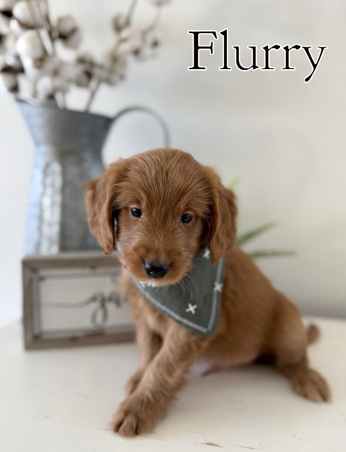 $1500 - 35 lbs full grown