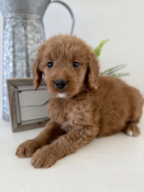 Male - Kennel/Potty Trained & Fully Vaccinated