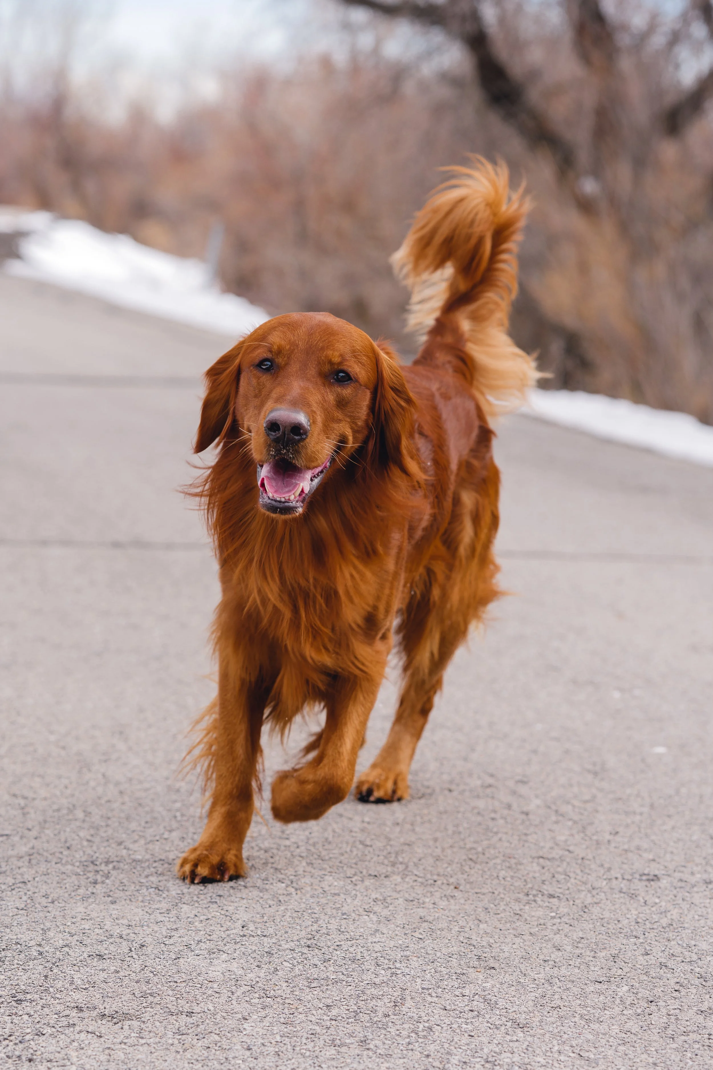 UtahGoldendoodles_Cedar_FGP-25.jpg