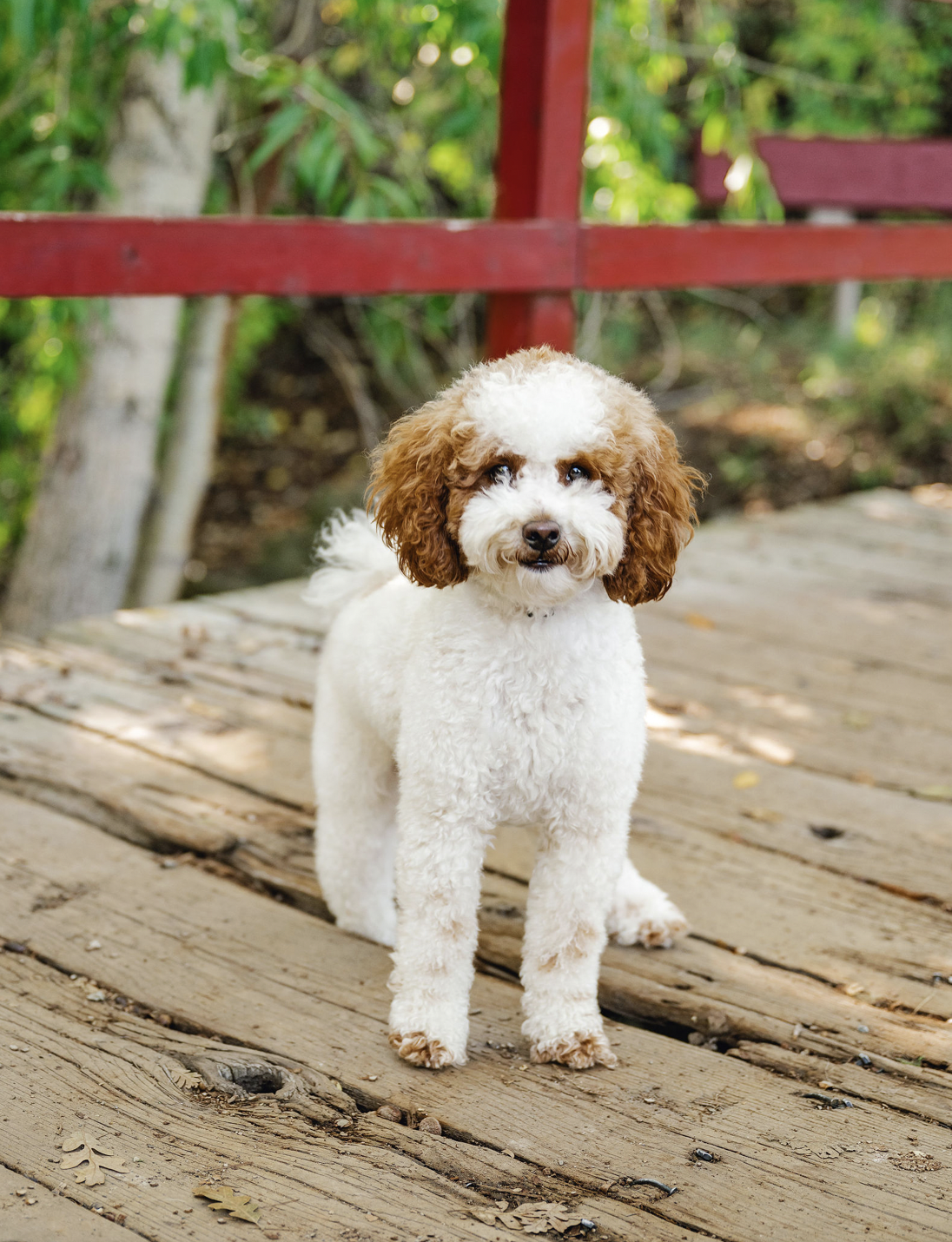 Shiloh (Mama/Not For Sale)