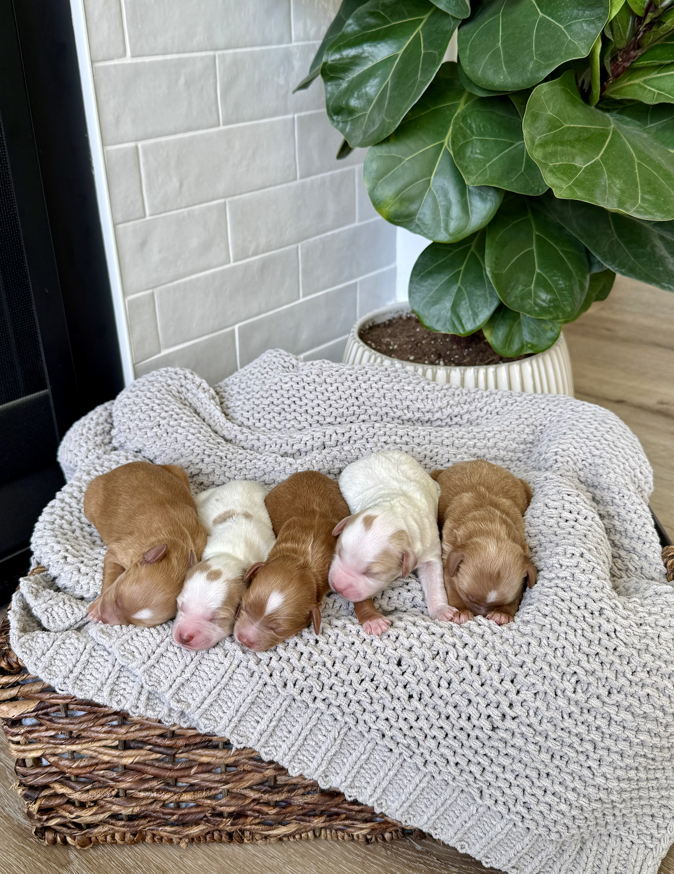 L-R: 2 girls & 3 boys (Next deposit is for third pick)