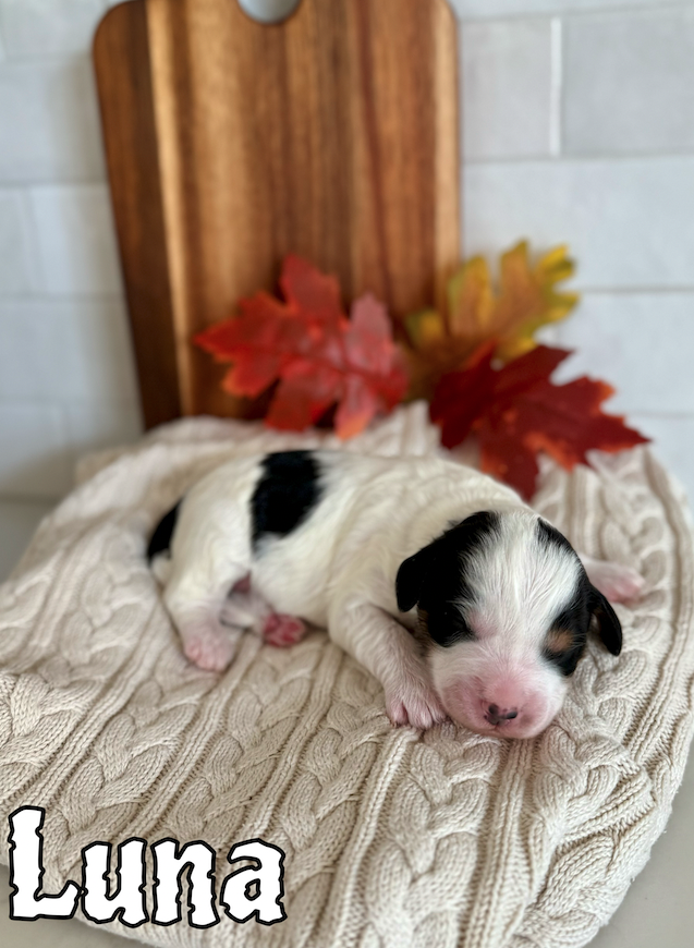 Female $2500
