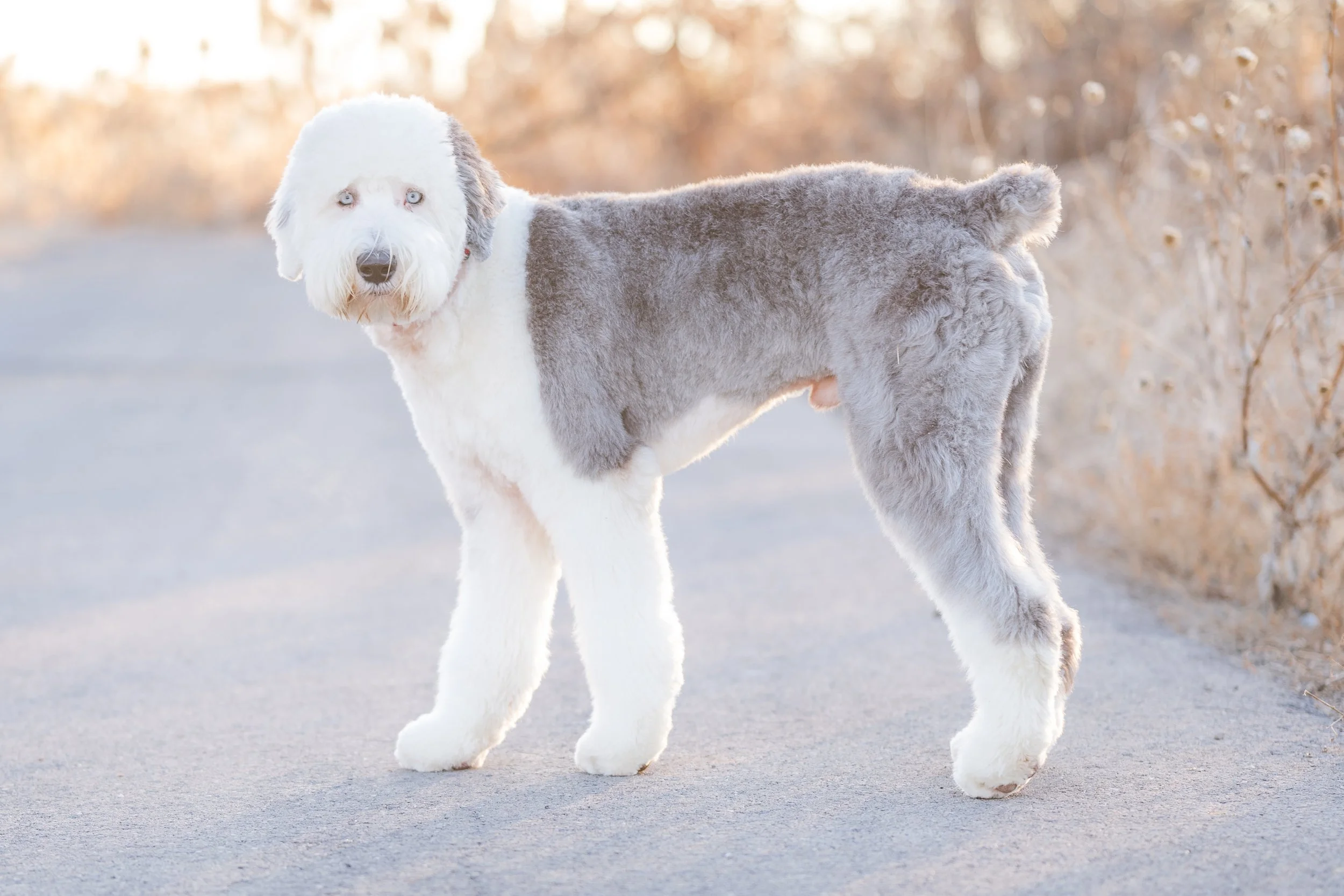 Rocky_Groomed_UtahGoldendoodles-37.jpg