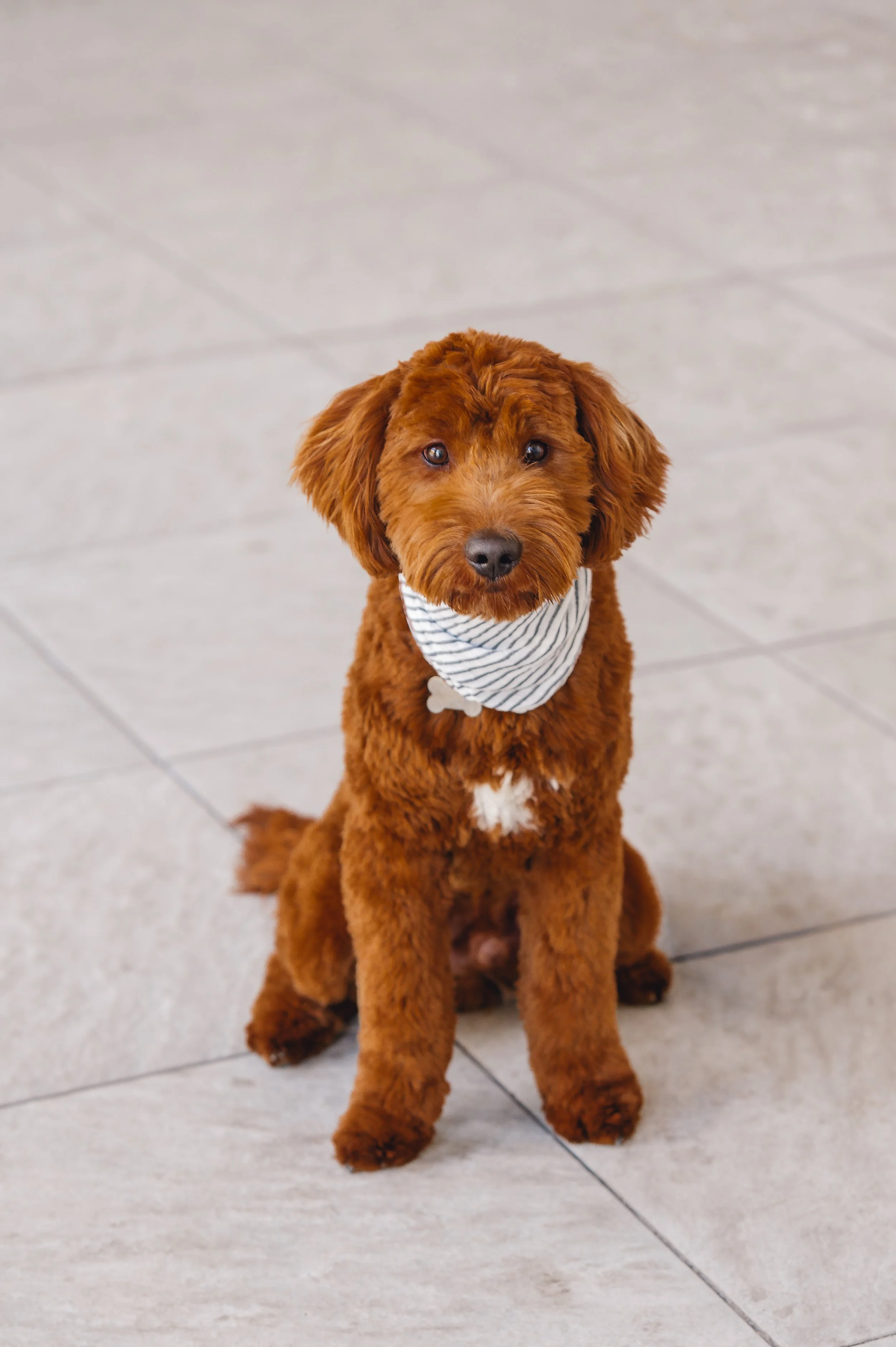BoomerUtahGoldendoodles-9.jpeg