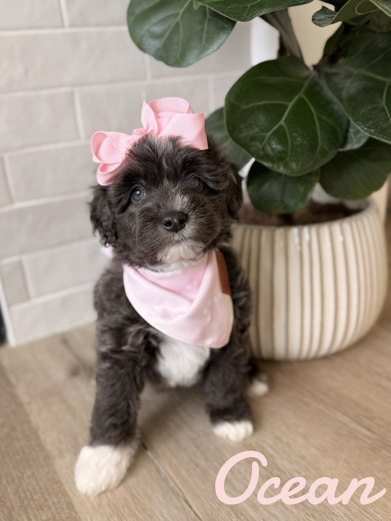 Screen Shot 2026-03-04 at 12.10.14 PM.png