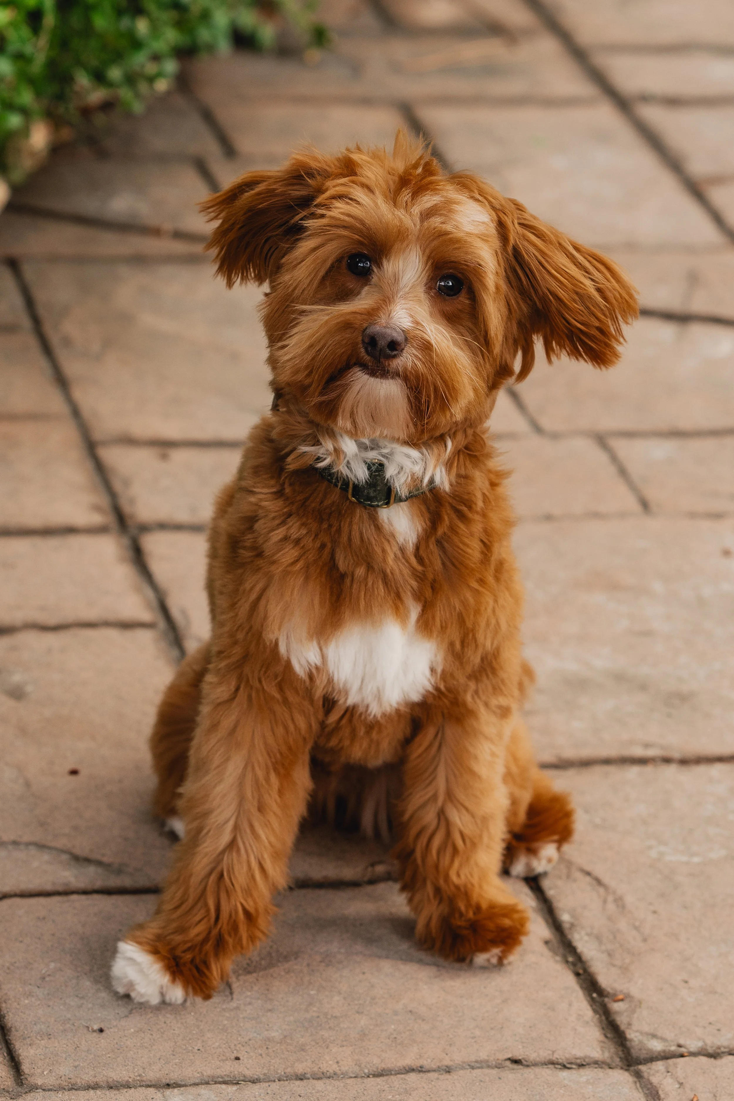 Bram_UtahGoldendoodles-33.jpg