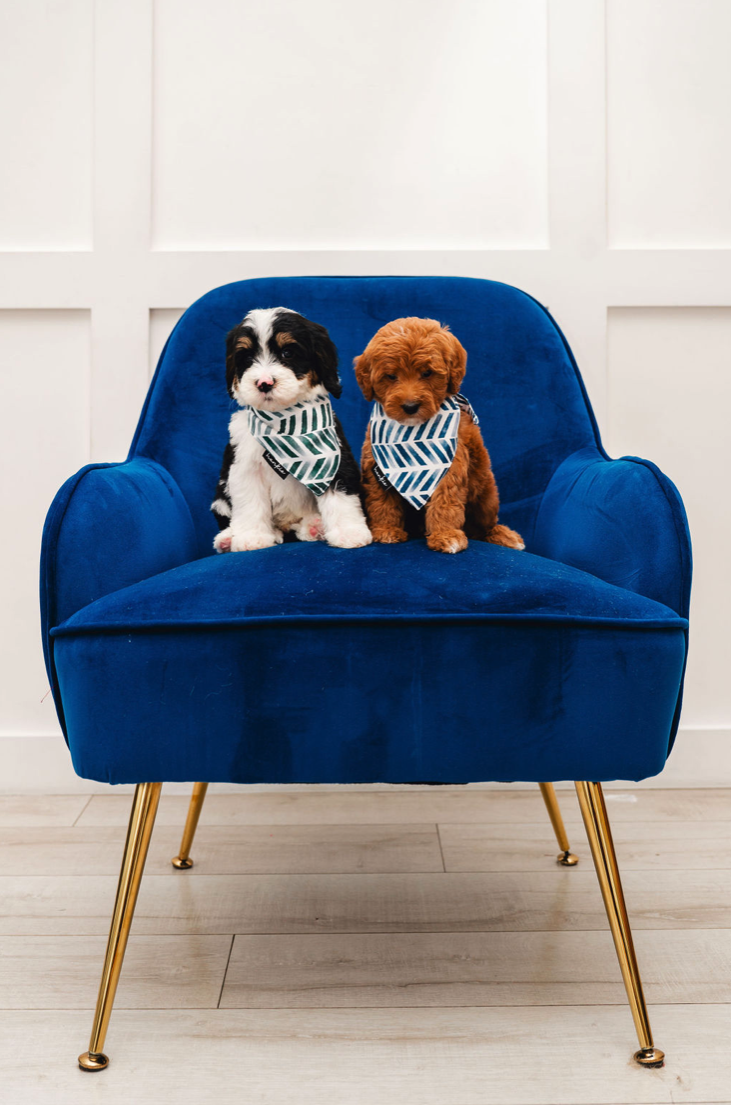 Two adorable puppies, one black and white and one brown, sitting on a royal blue velvet chair with gold legs, each wearing a matching blue and white striped bandana.