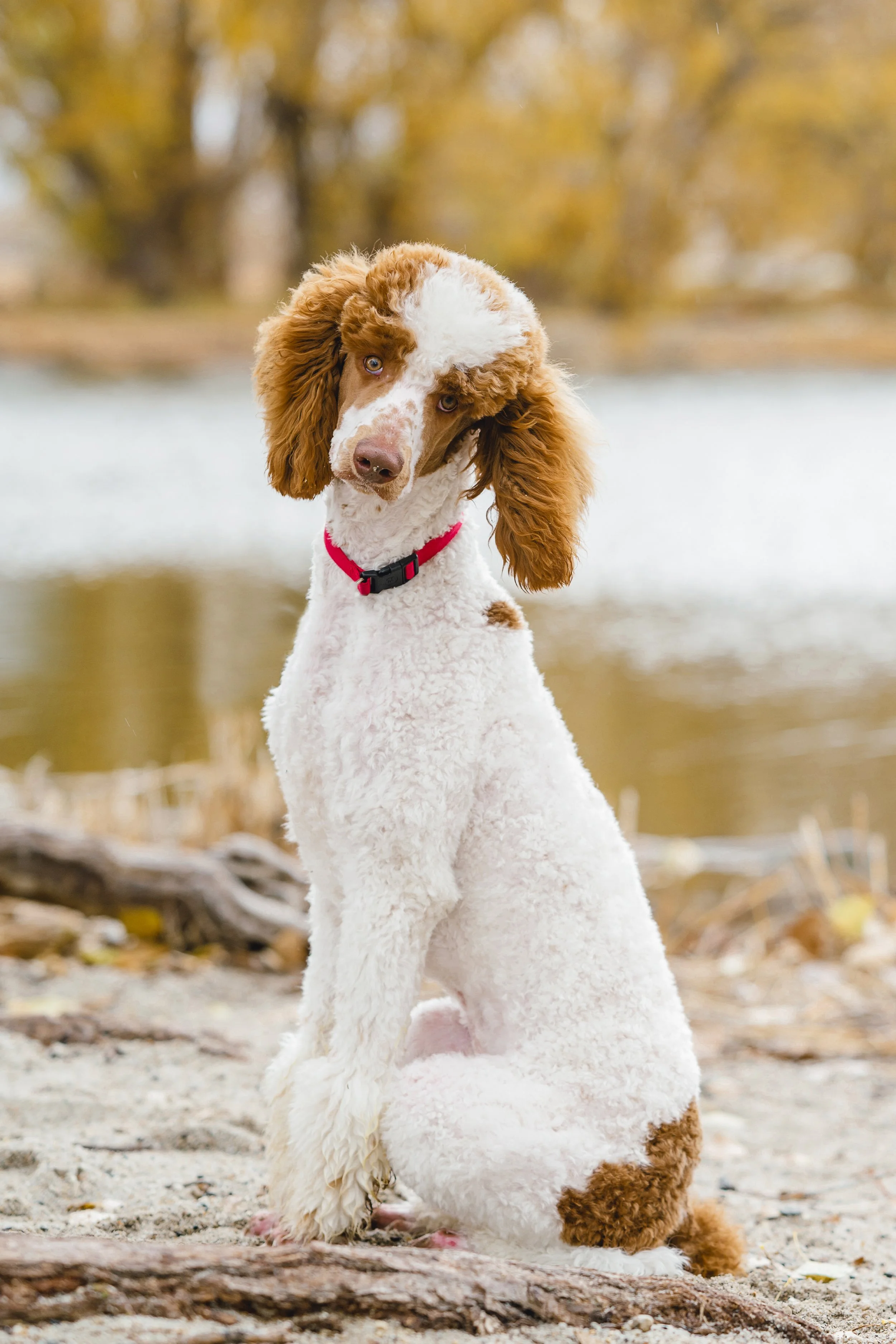 Close-up of Kingston Moyen Poodle stud sitting by the water with friendly head tilt, beautiful brown and white curly coat, and expressive eyes. Premium stud at Utah Doodles in Provo, Utah.