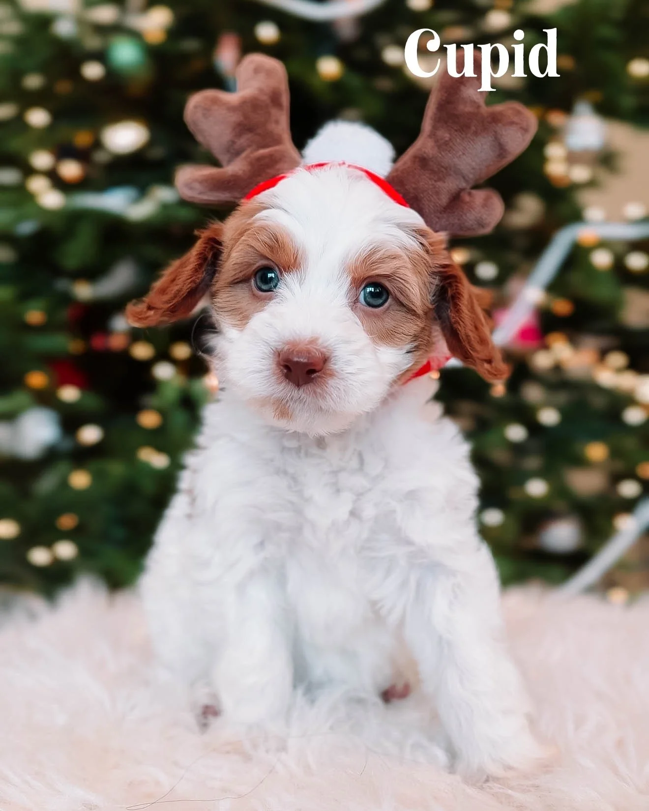 $2500 - Female (Ready for Christmas)