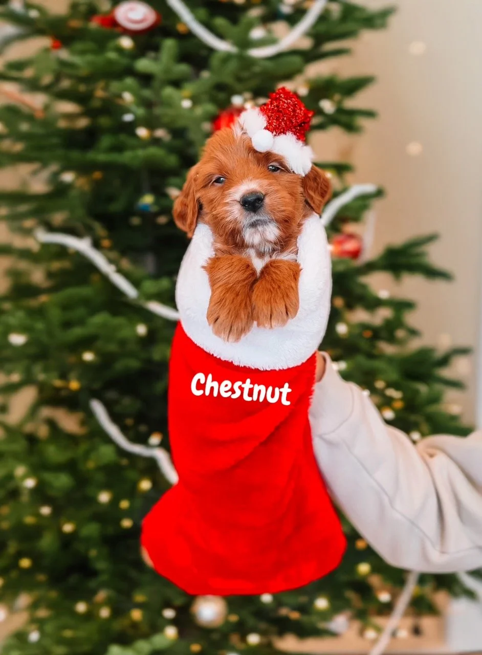 $2500 - Male - Ready for Christmas
