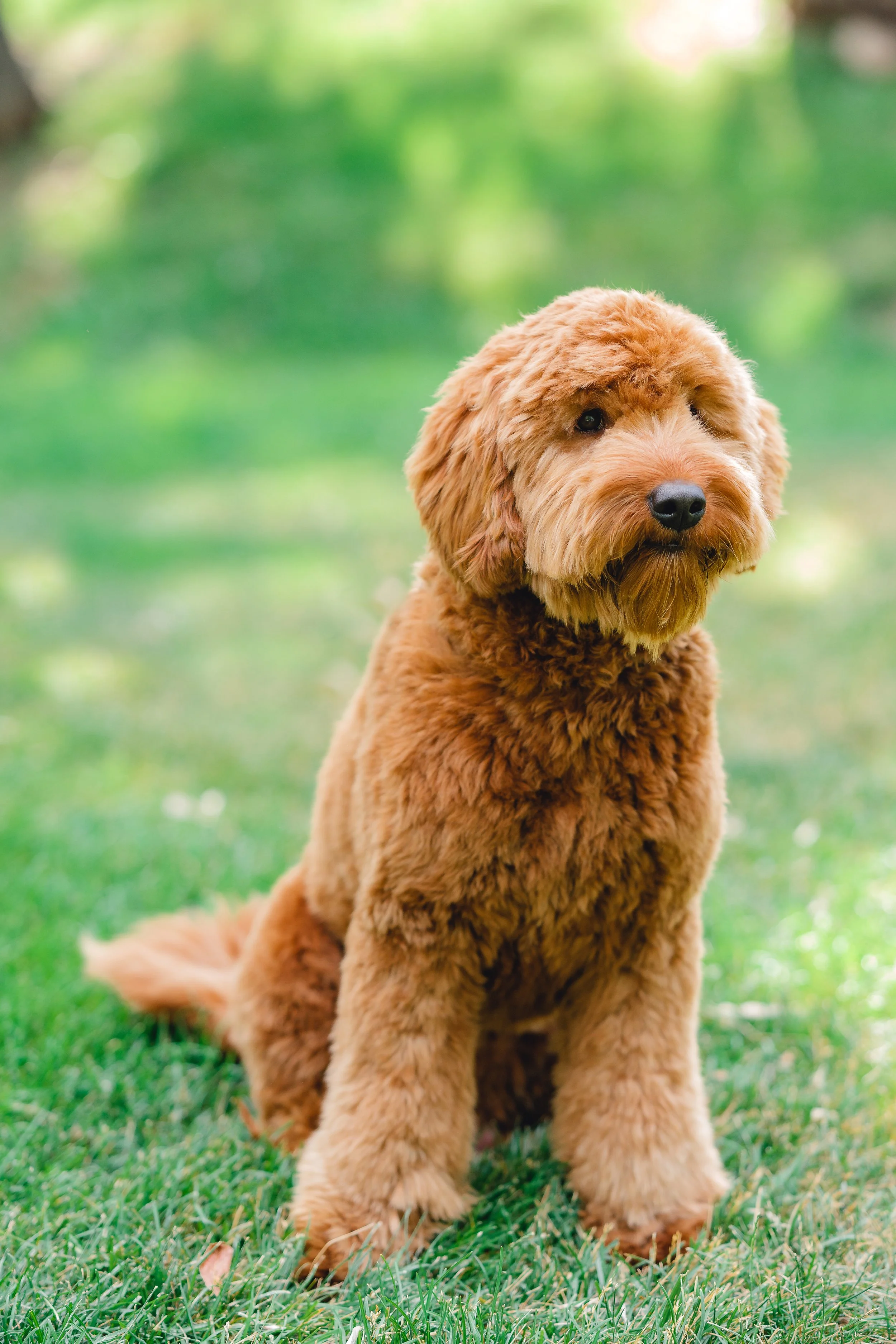 Copper F1 Mini Goldendoodle Stud Utah Doodles