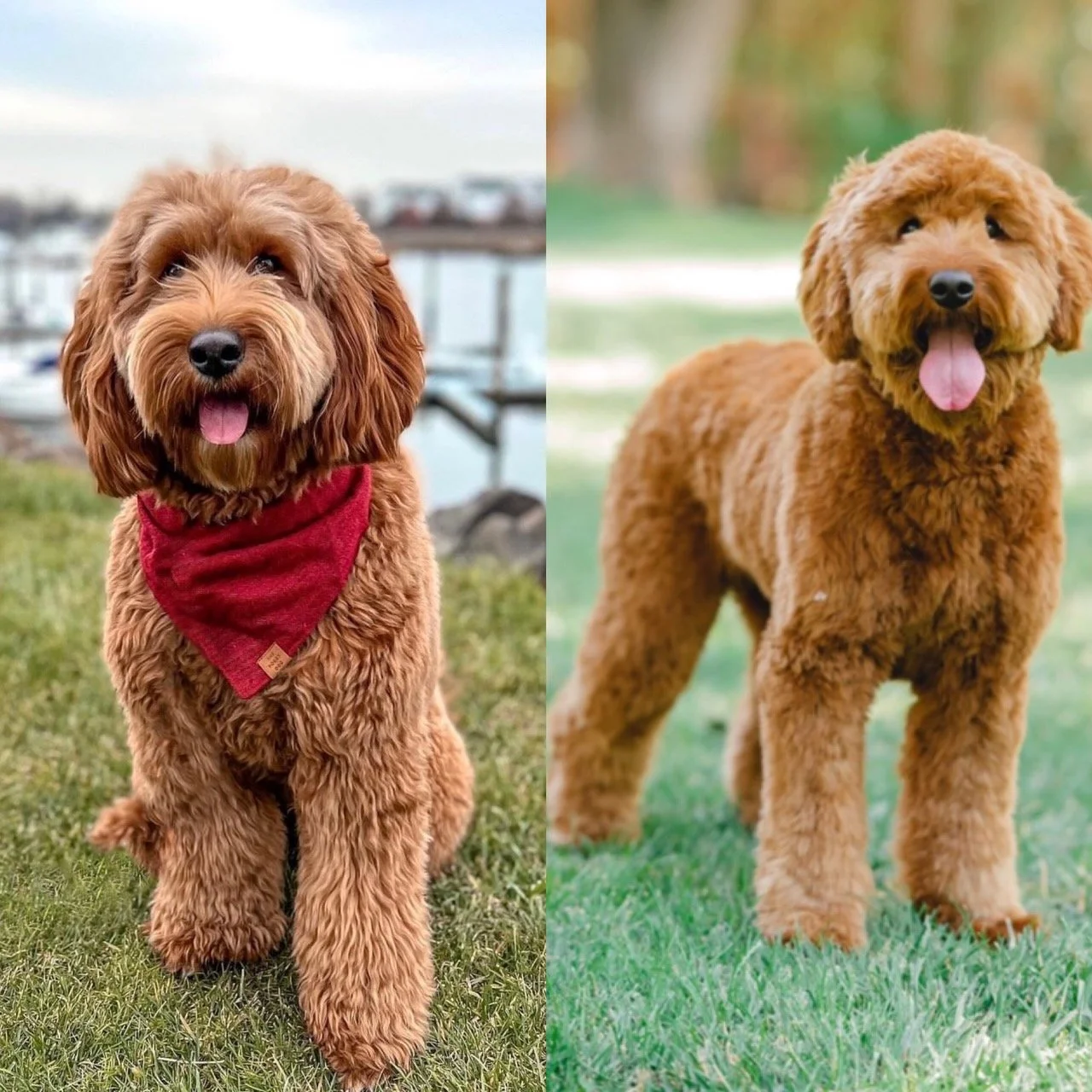 Jersey + Copper- F2 Mini Goldendoodles