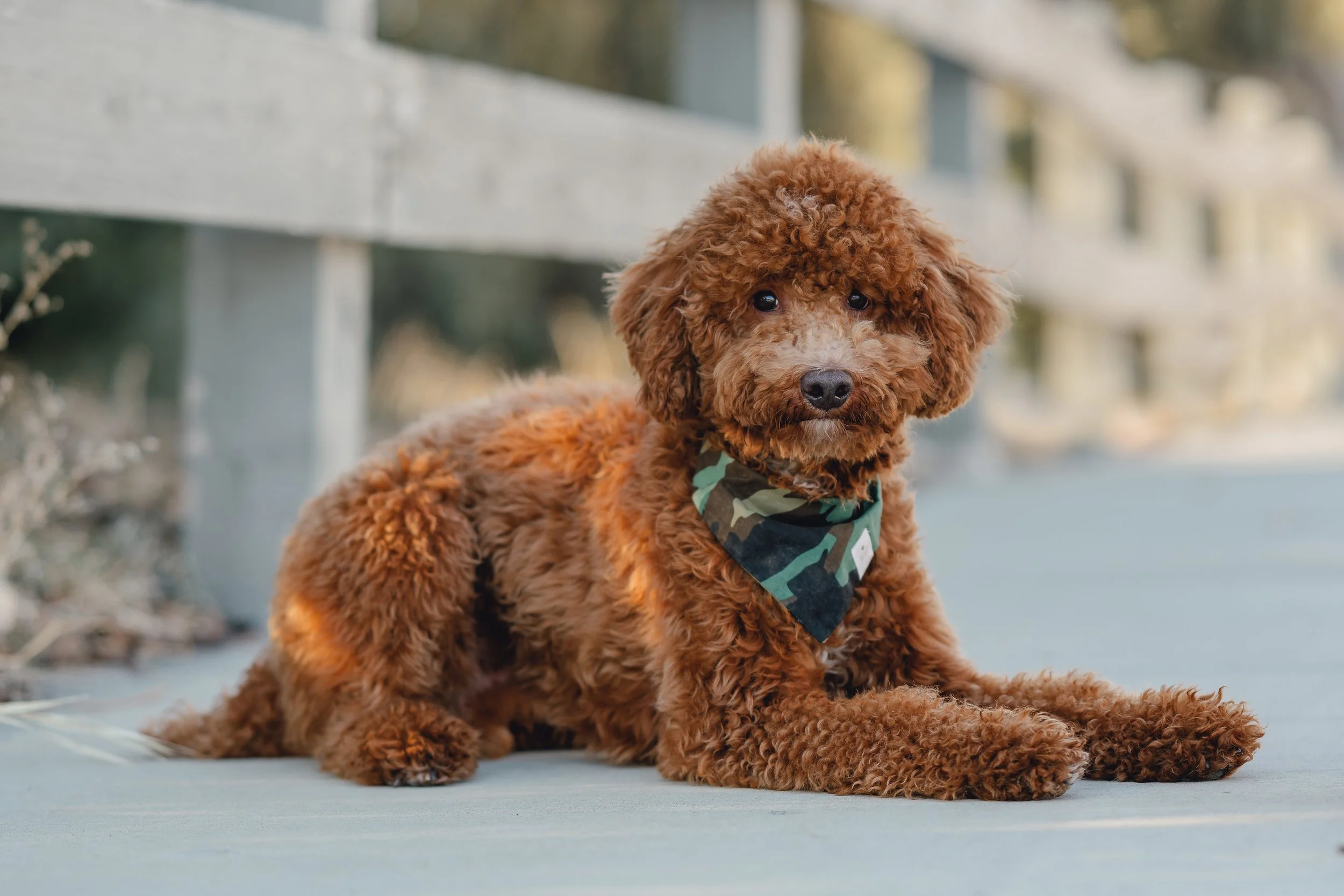 Goose_TeddyBear_FGP-11.jpg