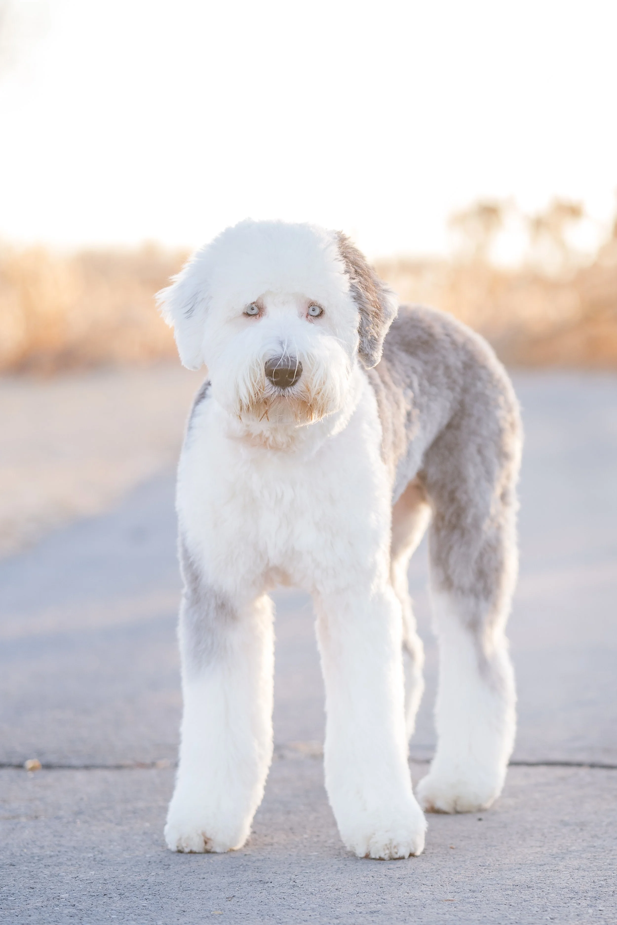 Rocky_Groomed_UtahGoldendoodles-42.jpg