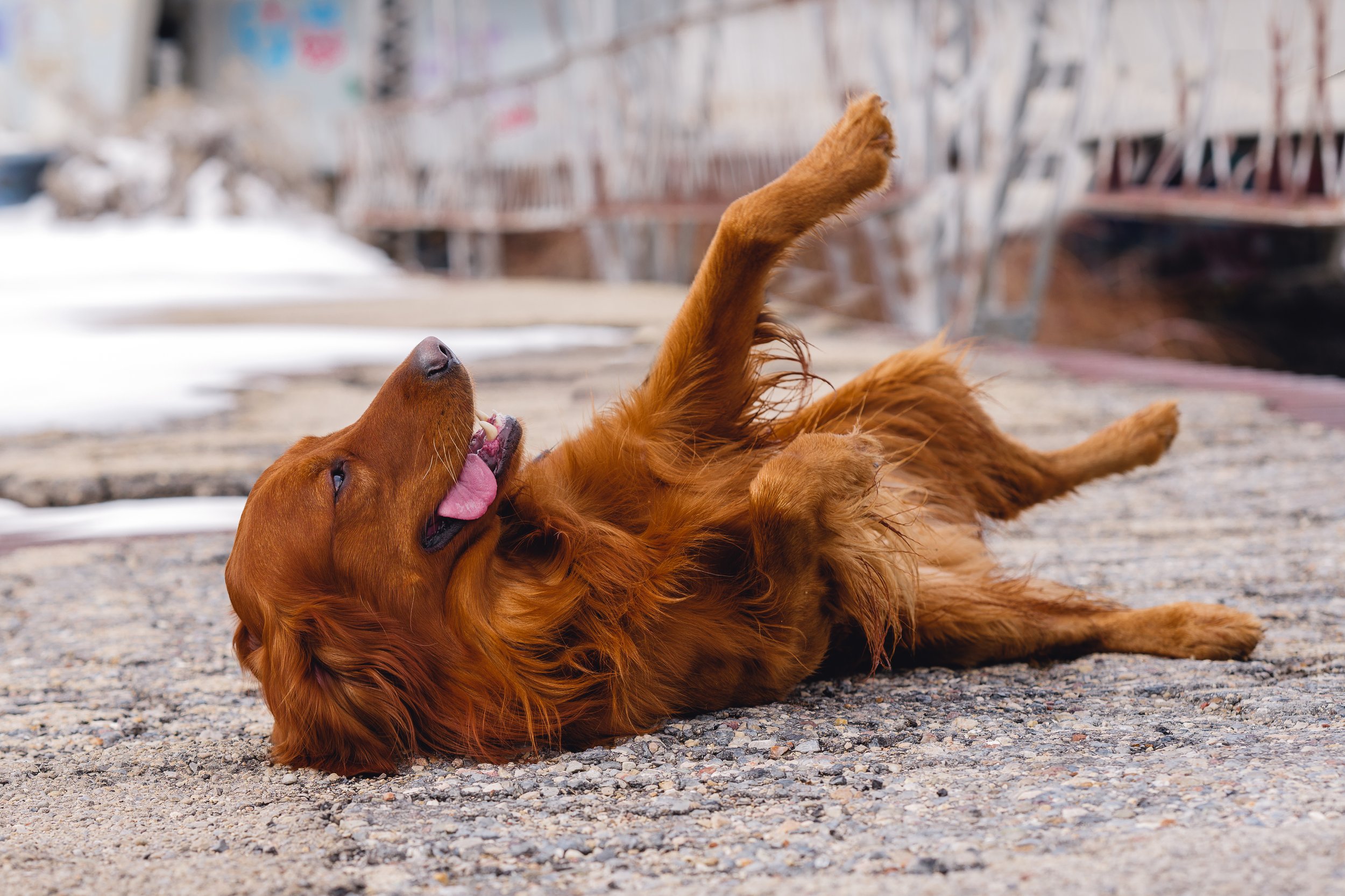UtahGoldendoodles_Cedar_FGP-30.jpg