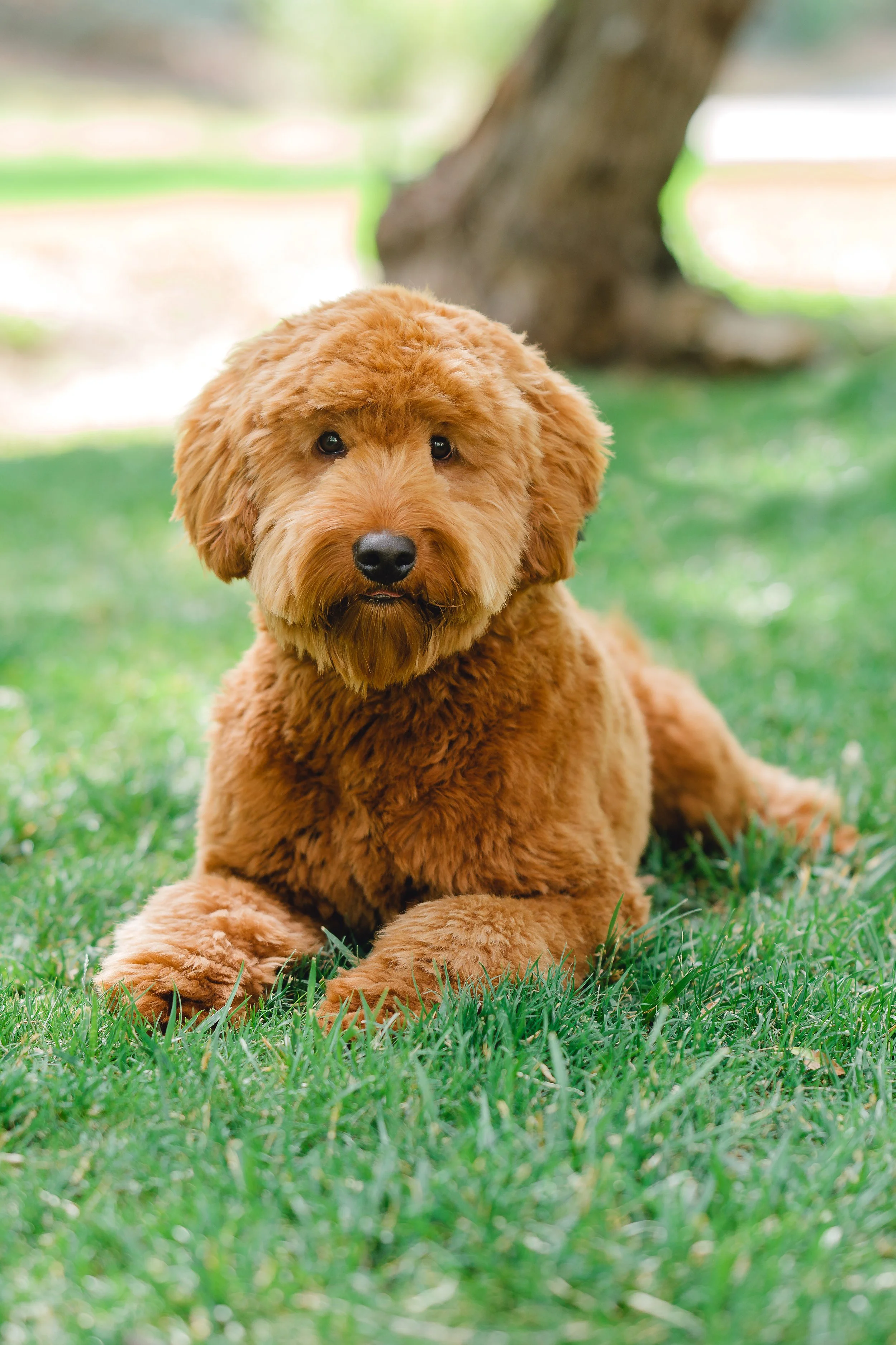 Sunny&Copper-47.jpg