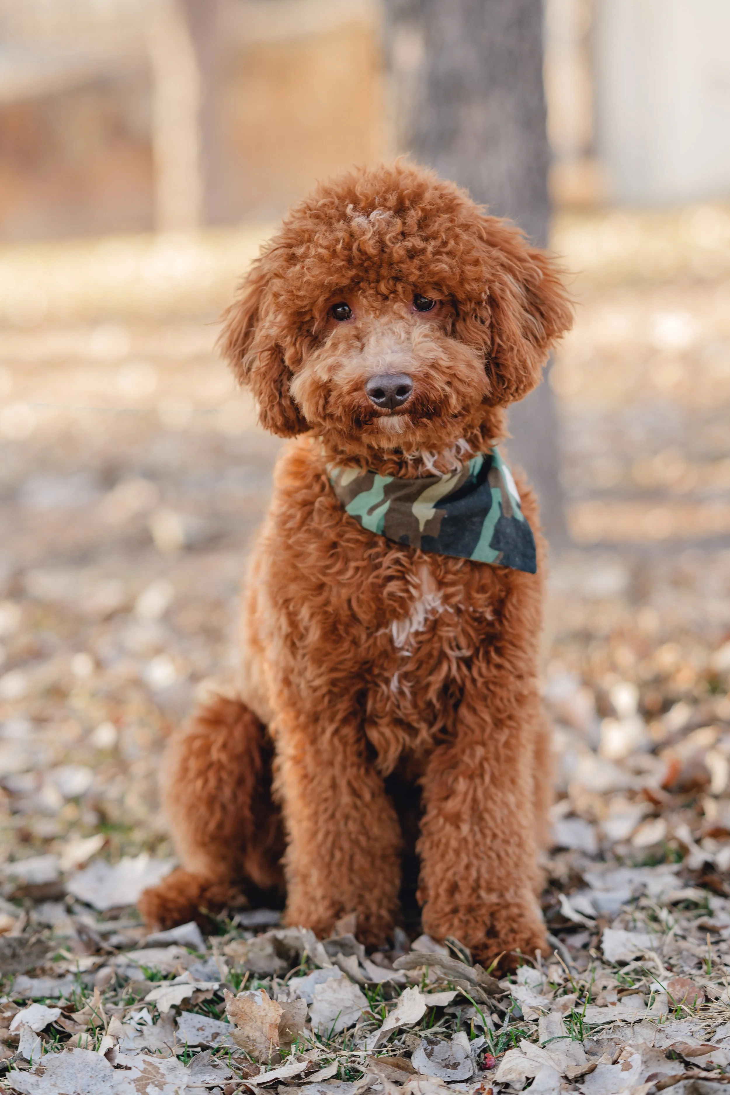 Goose_TeddyBear_FGP-23.jpg