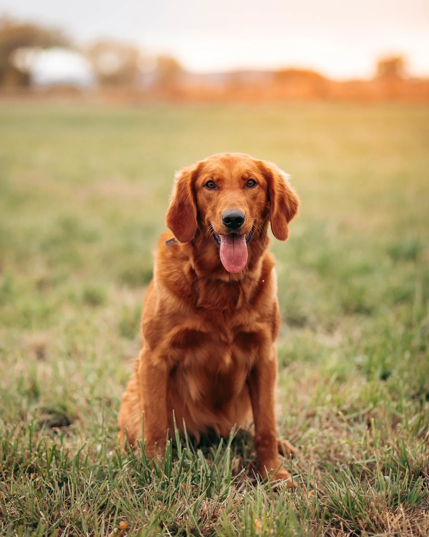 Luna- Medium Goldendoodles