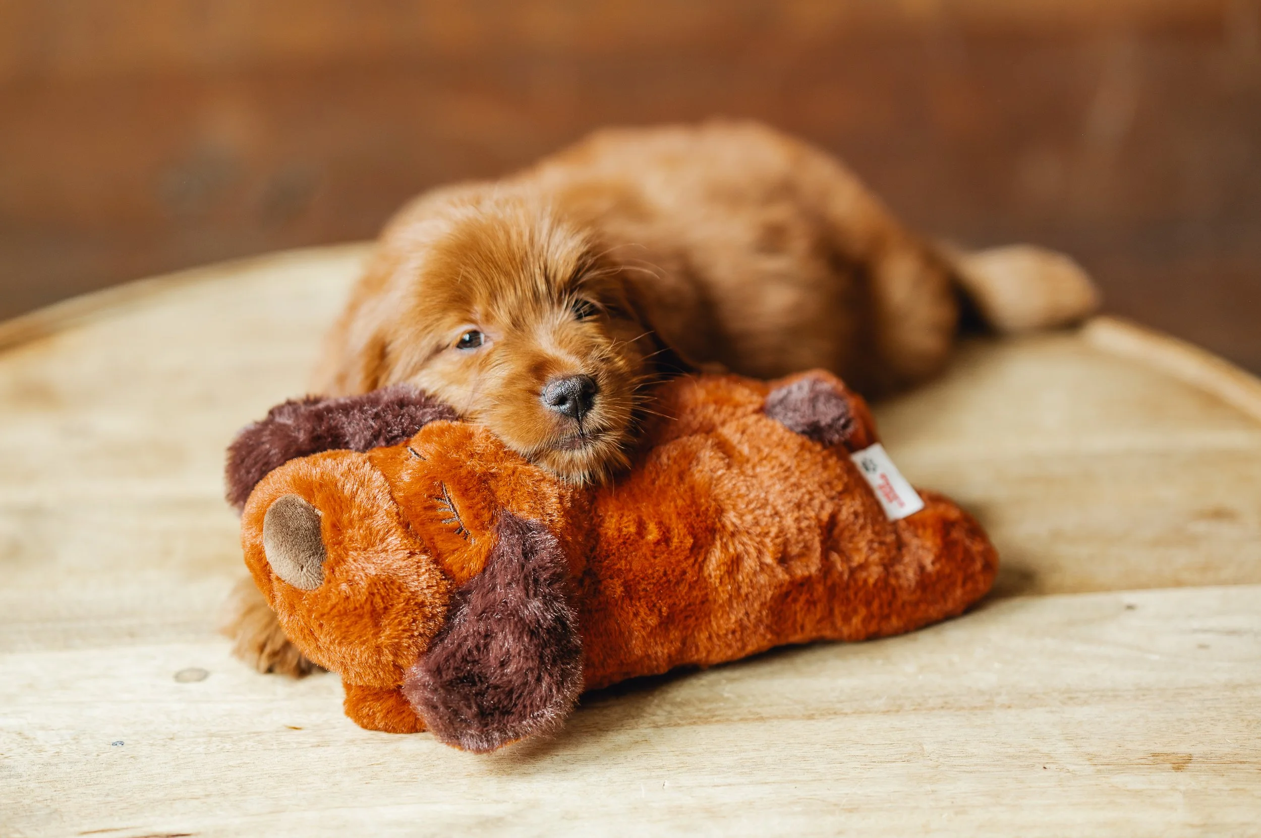 Puppy FAQ’s