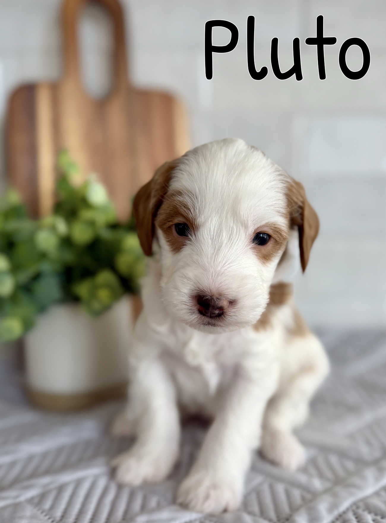 Screen Shot 2026-03-15 at 6.15.04 PM.png