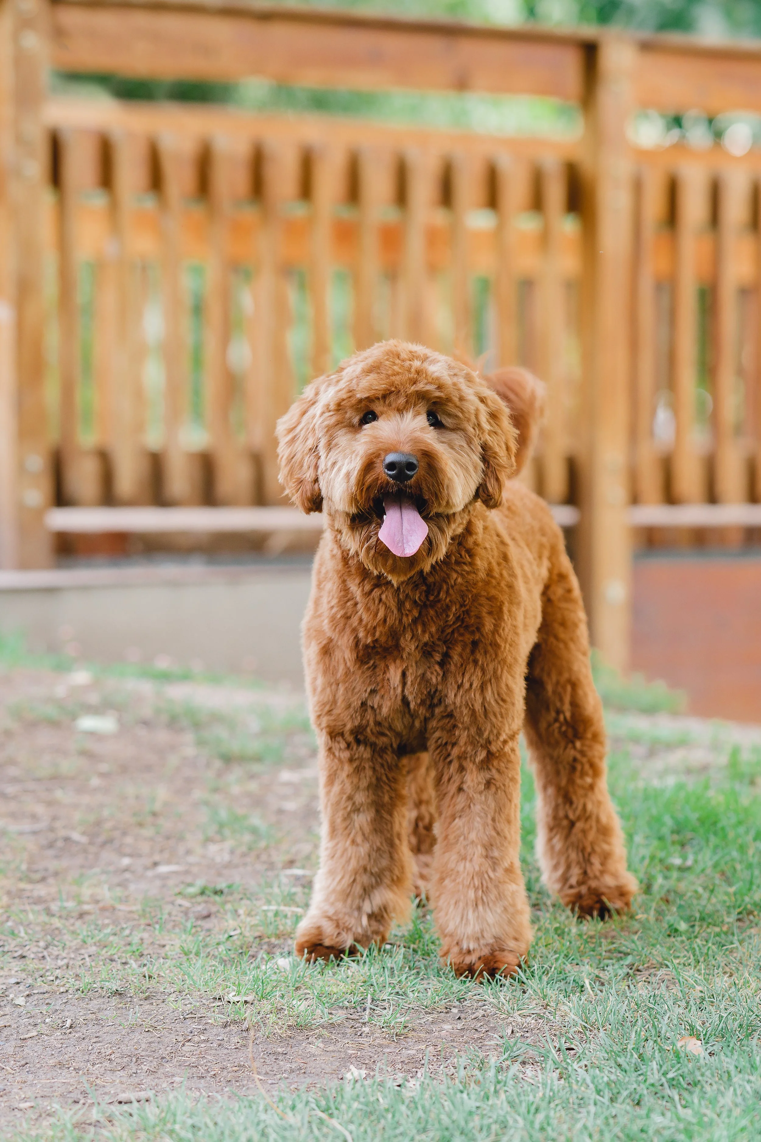 Sunny&Copper-66.jpg