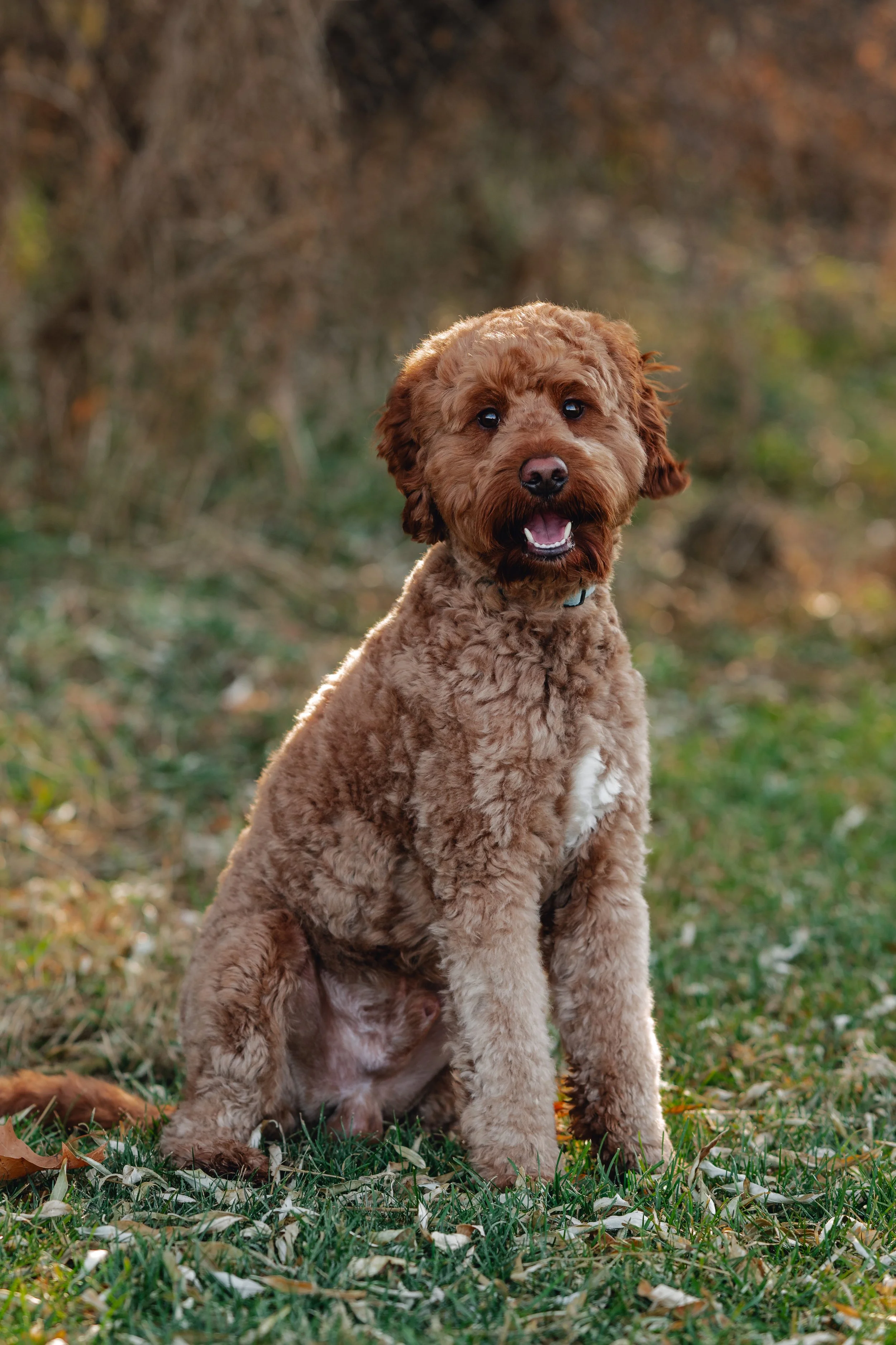 Mookie_UtahGoldendoodles-29.jpg