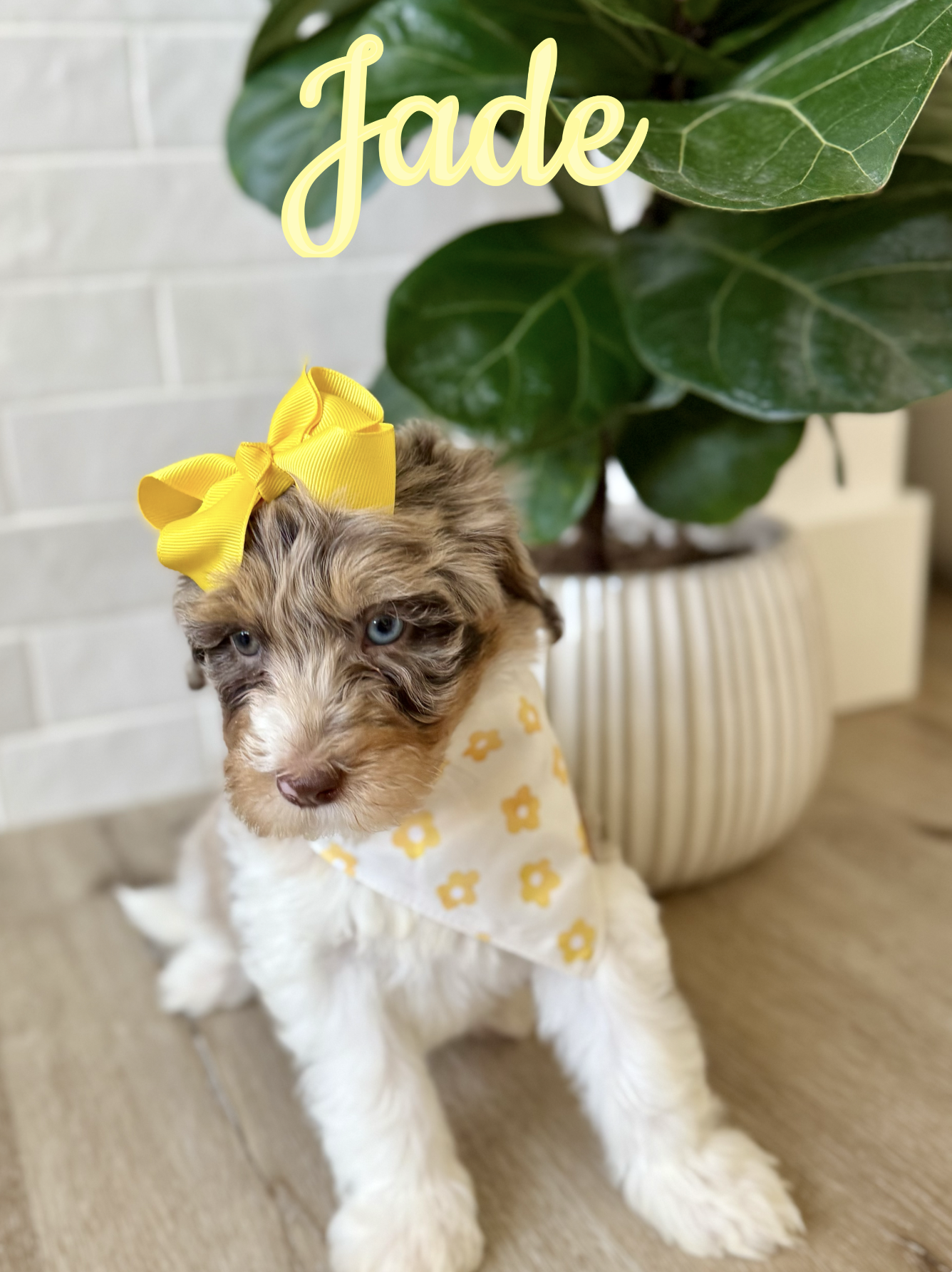 Screen Shot 2026-03-04 at 11.52.03 AM.png