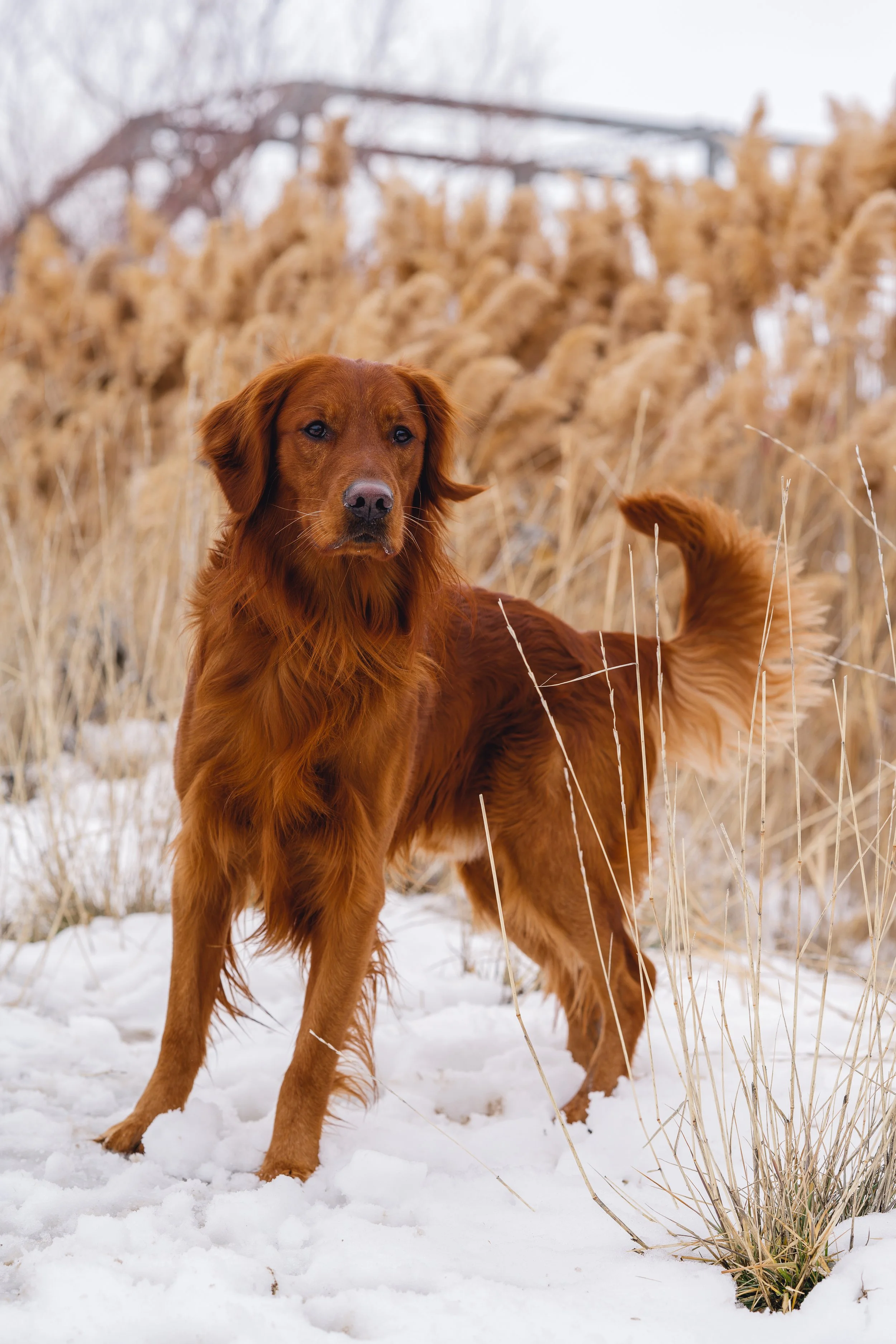 UtahGoldendoodles_Cedar_FGP-1.jpg