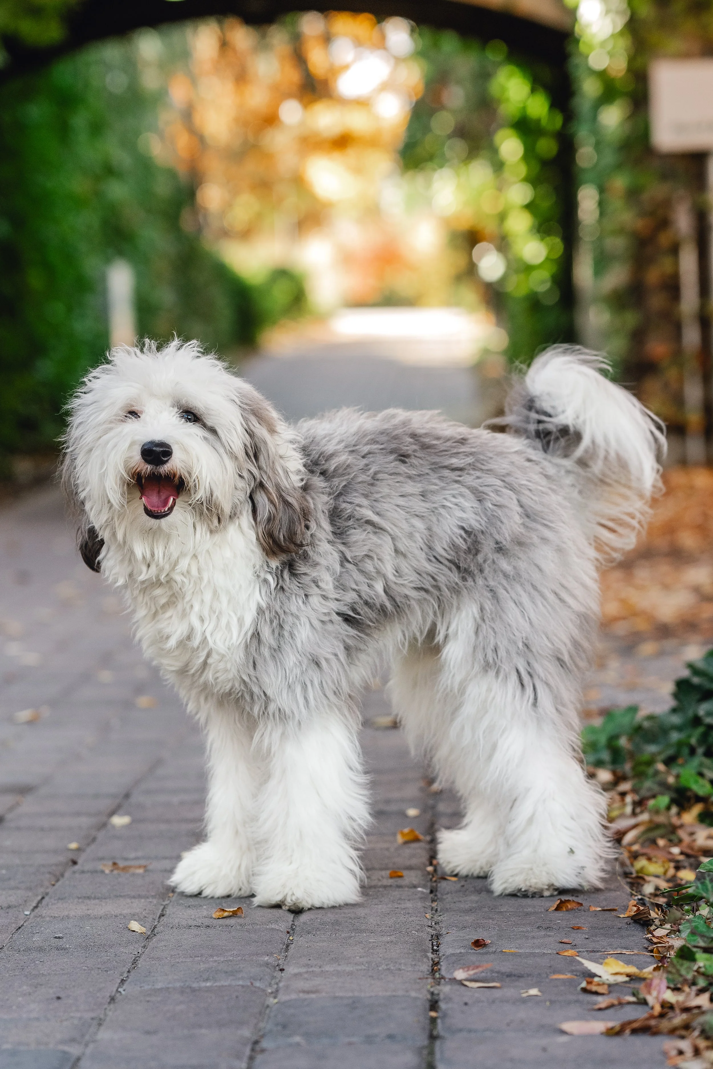 Blue, premium Mini Sheepadoodle stud standing on a brick path with stunning gray and white fluffy coat at Utah Doodles. Excellent structure, happy open-mouth expression, and beautiful furnishings. Available for stud services in Provo, Utah.