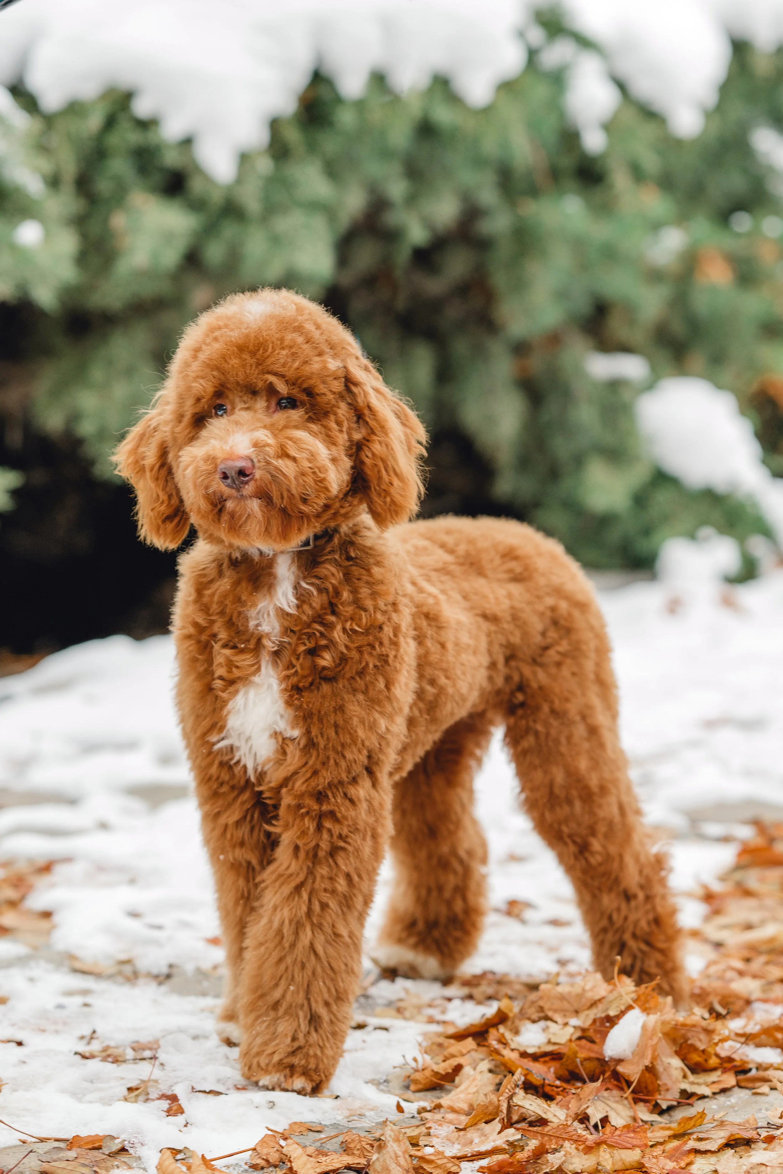 Goose&Howie_UtahGoldendoodles_FGP-26.jpg