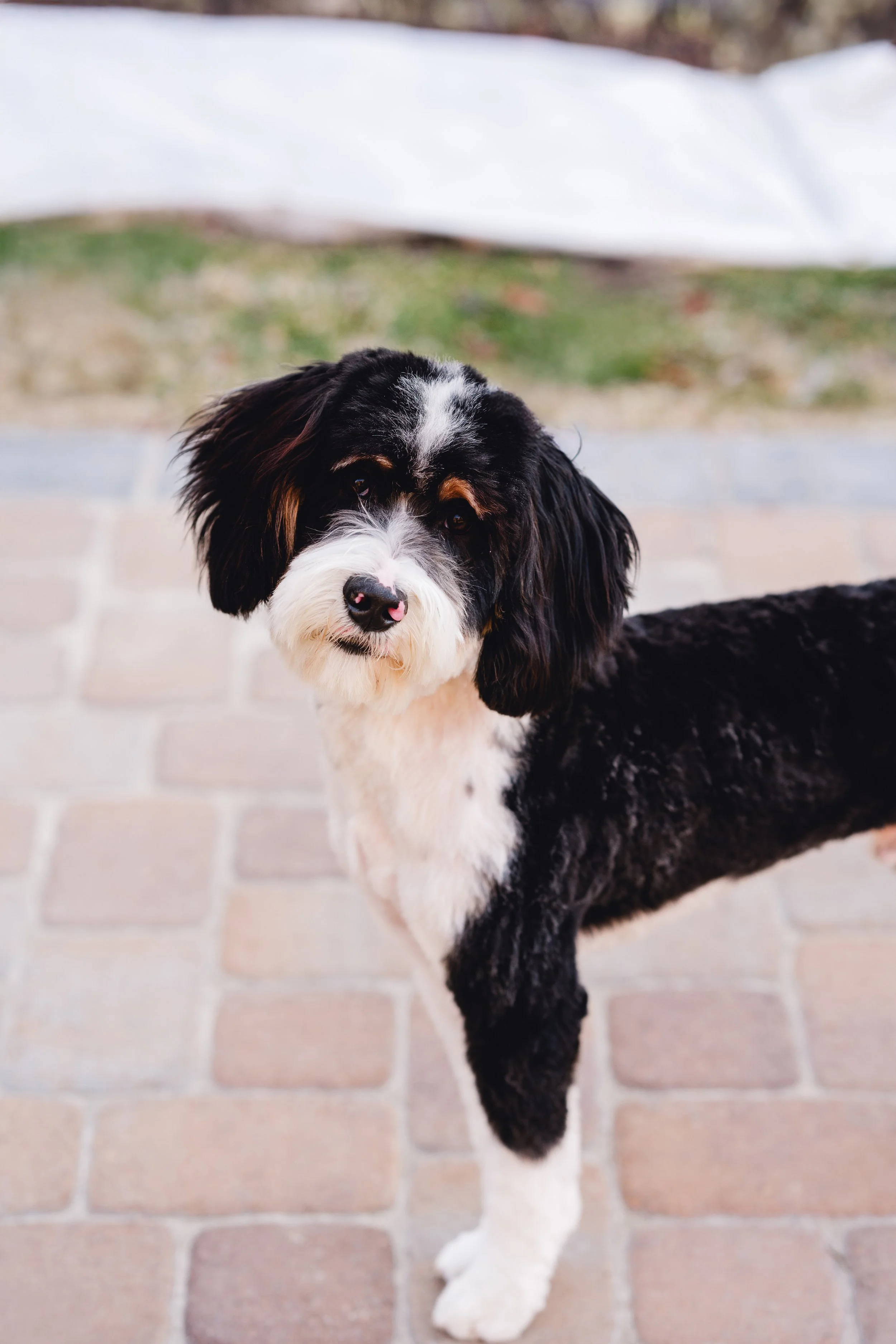 Moose_UtahGoldendoodles-9.jpg