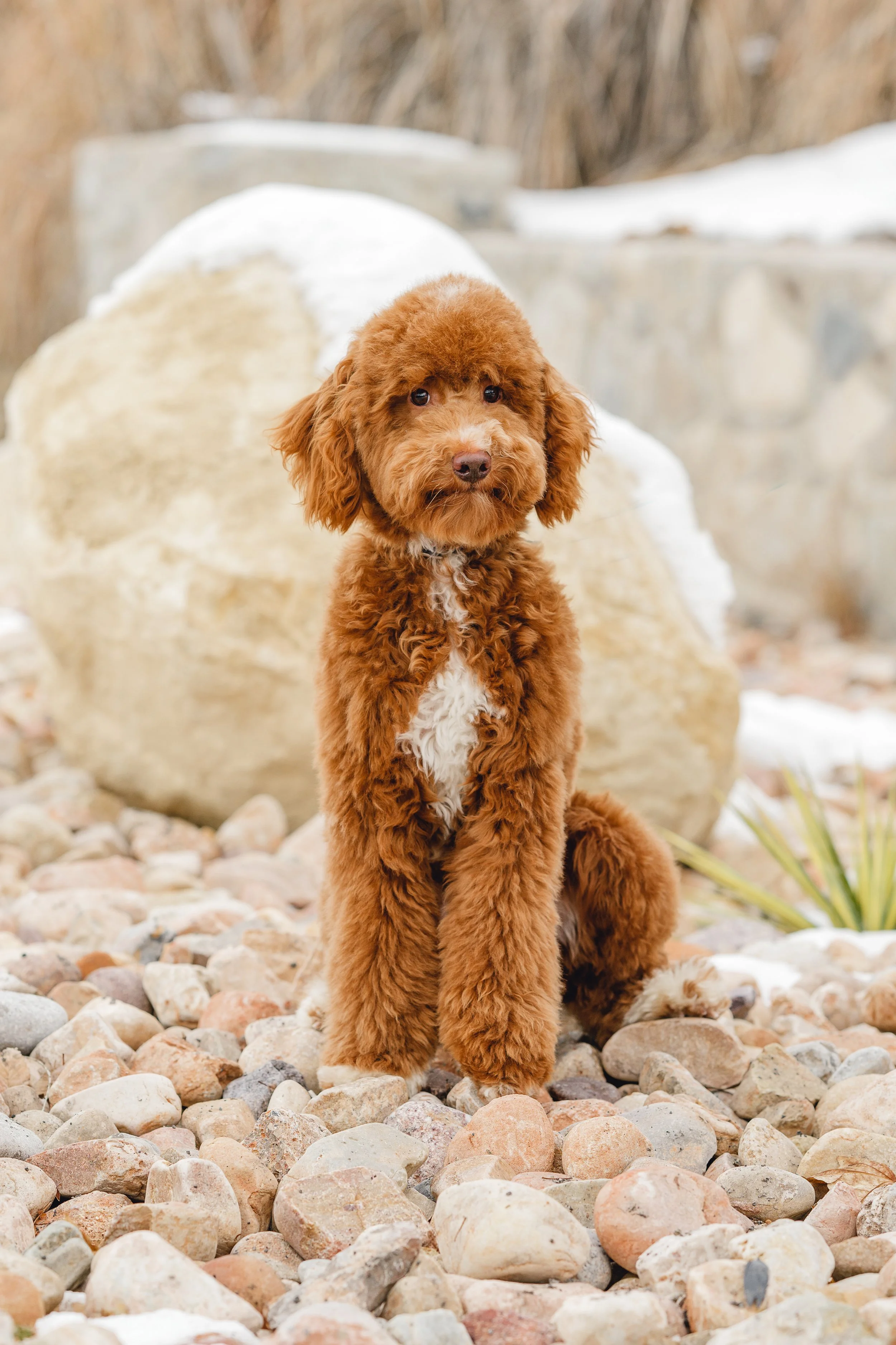 Nashville AKC Toy Poodle Stud Services Utah Doodles Poodle Studs