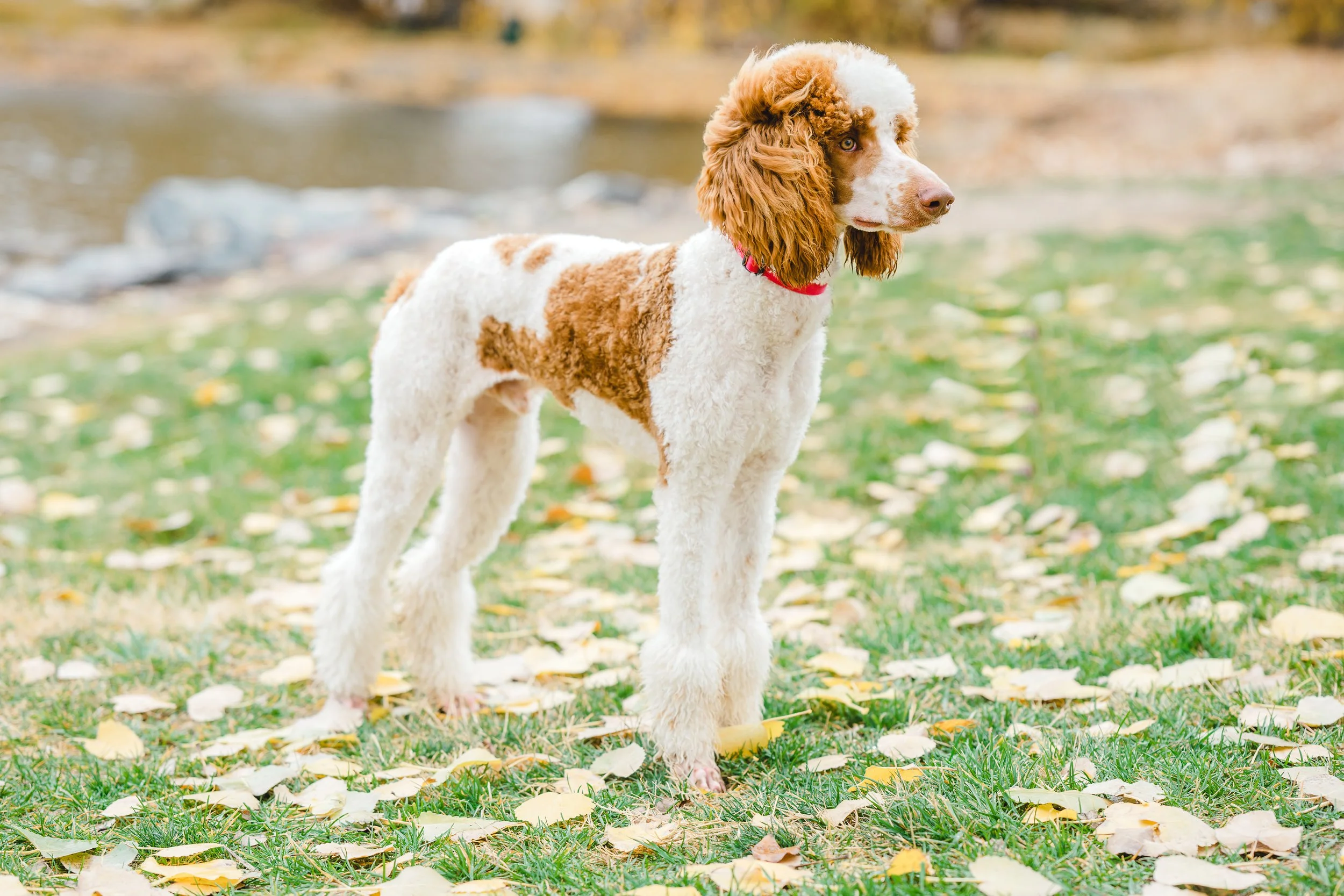 Kingston, 39 lbs. Moyen Poodle stud with rich brown and white parti coat and adorable head tilt. Excellent curl and furnishings. Stud services available at Utah Doodles, Provo, Utah.