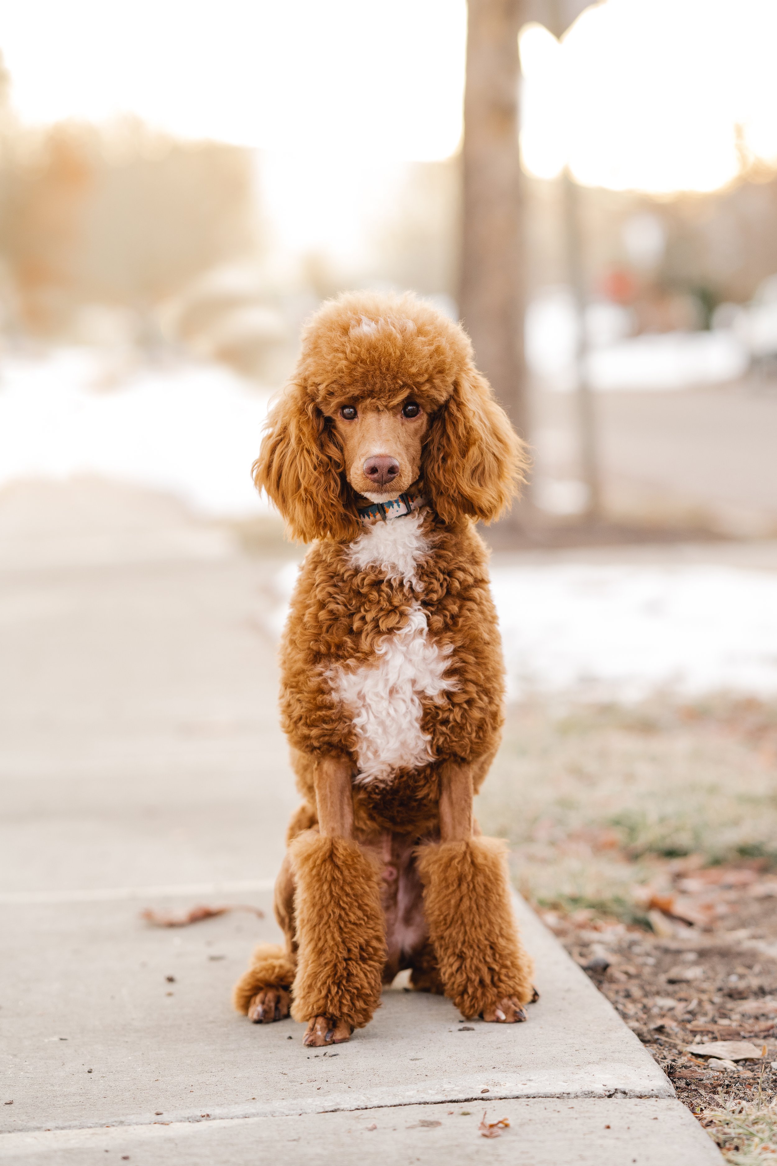 UtahGoldendoodles_Linkin-10.jpg