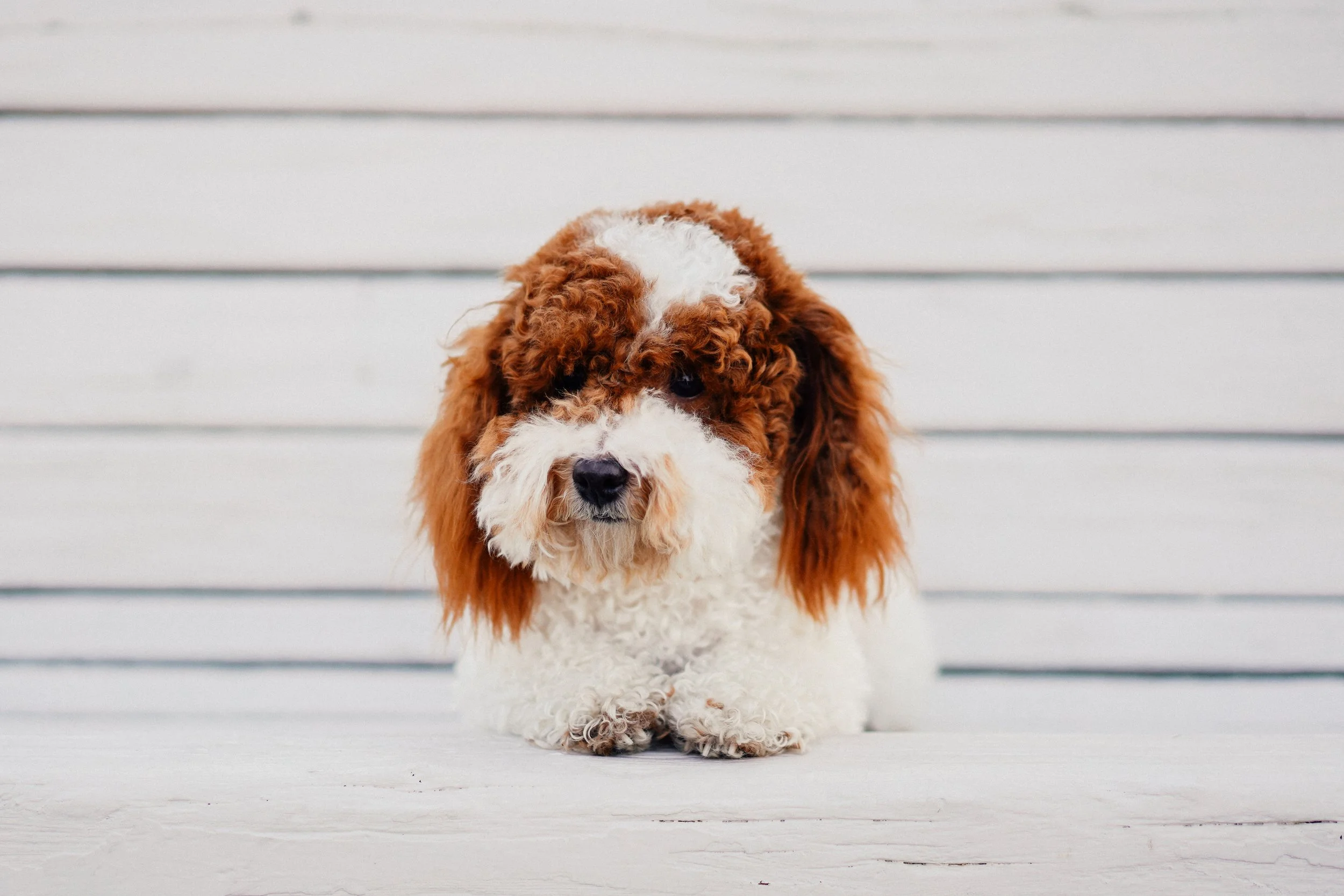 Nashville AKC Toy Poodle Stud Services Utah Doodles Poodle Studs