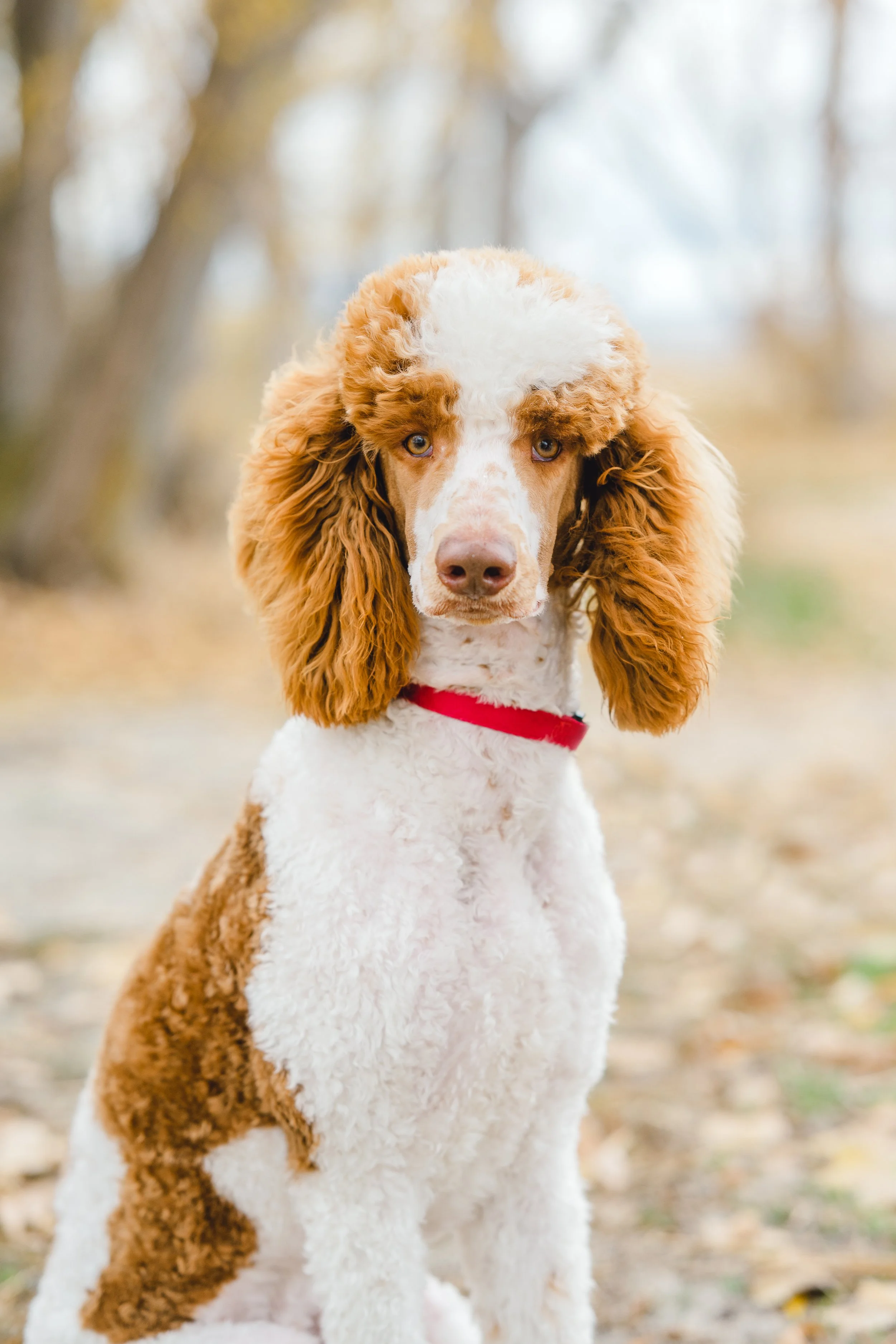 Kingston, 39 lbs. Moyen Poodle stud with rich brown and white parti coat and adorable head tilt. Excellent curl and furnishings. Stud services available at Utah Doodles, Provo, Utah.