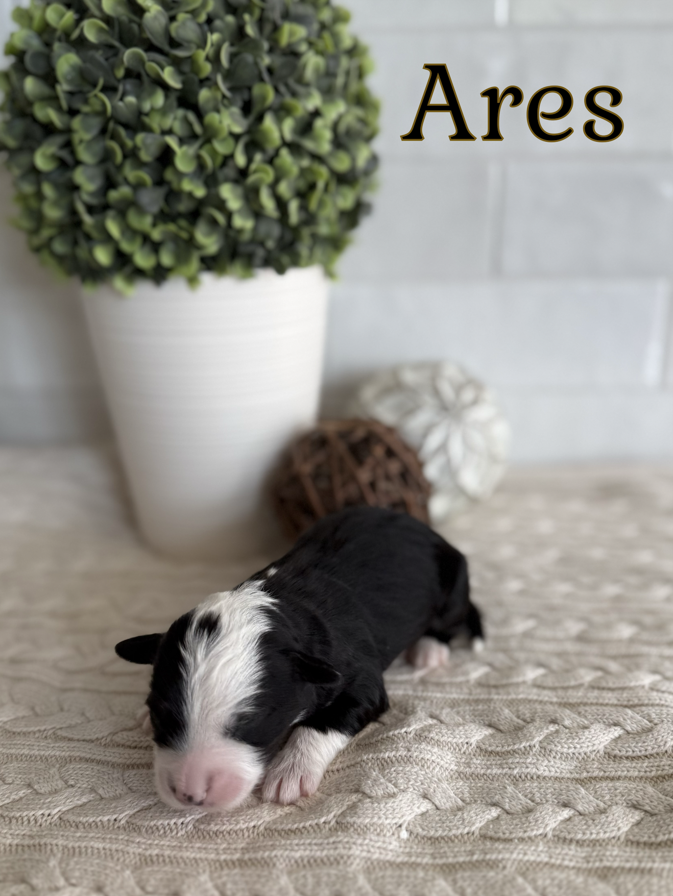 Screen Shot 2026-01-31 at 5.46.30 PM.png