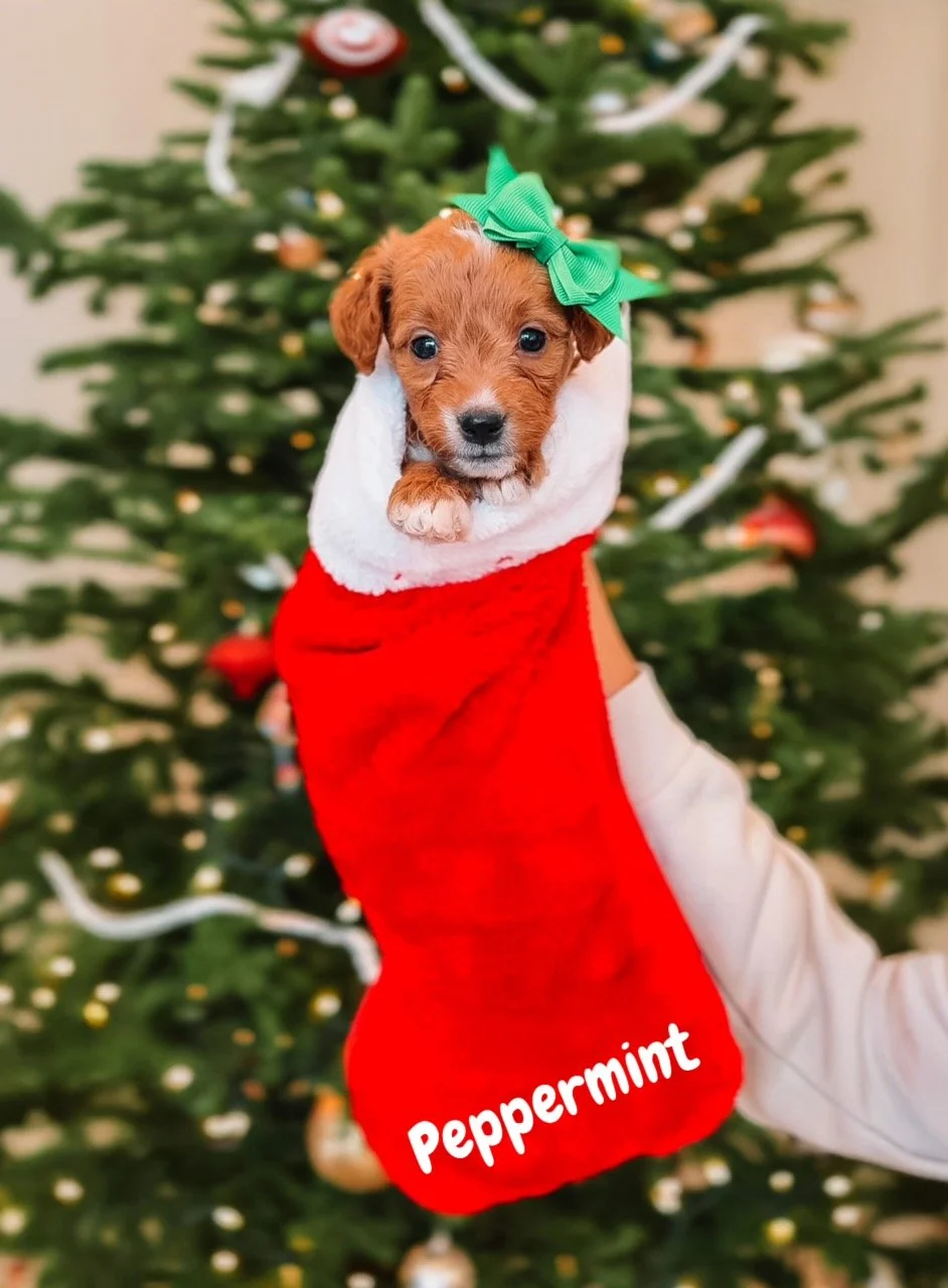 $2500 - Female - Ready for Christmas